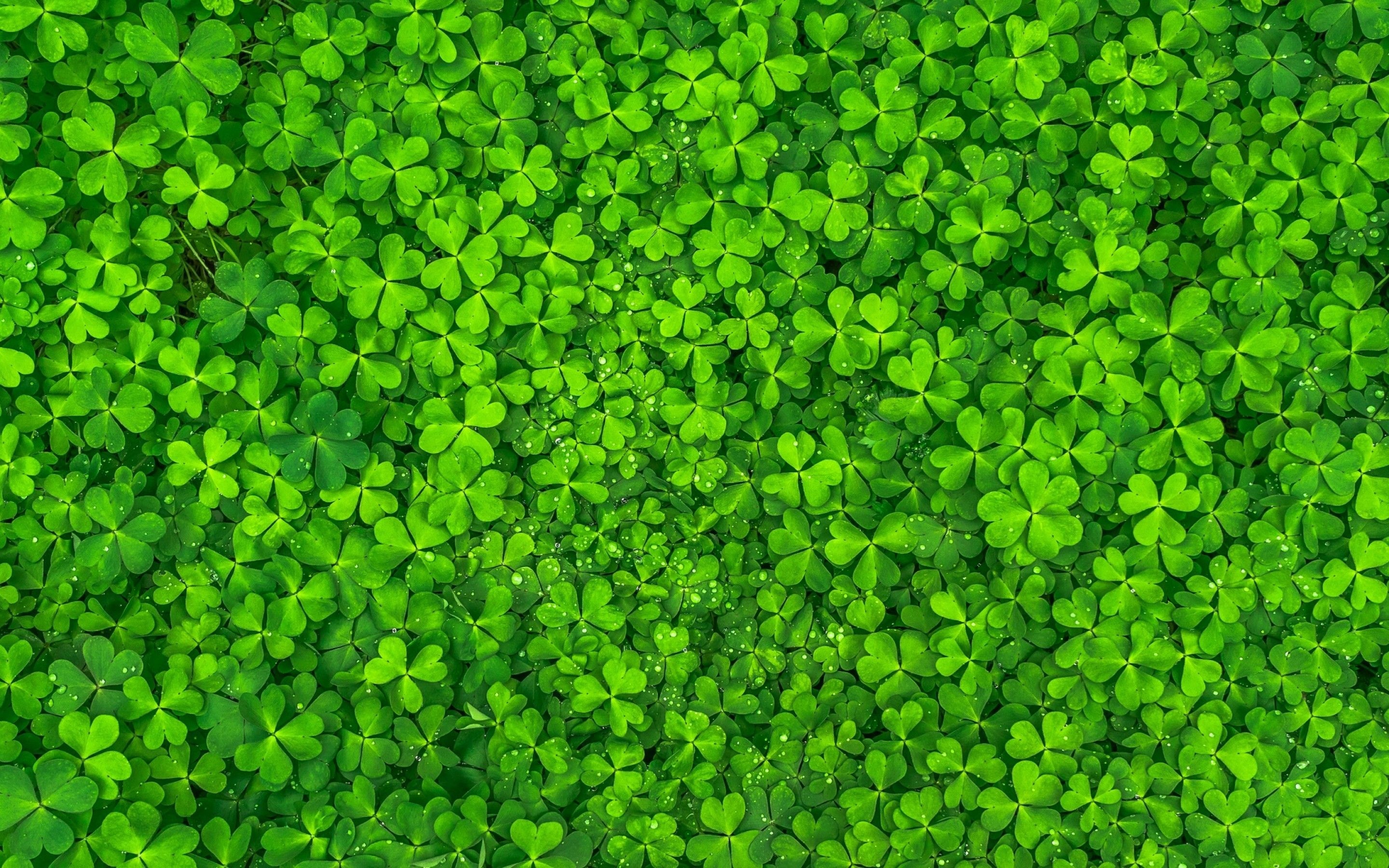 Green Leaf: Clover, Trefoil, The flowering plant that has a cosmopolitan distribution with the highest diversity in the temperate Northern Hemisphere. 2880x1800 HD Background.