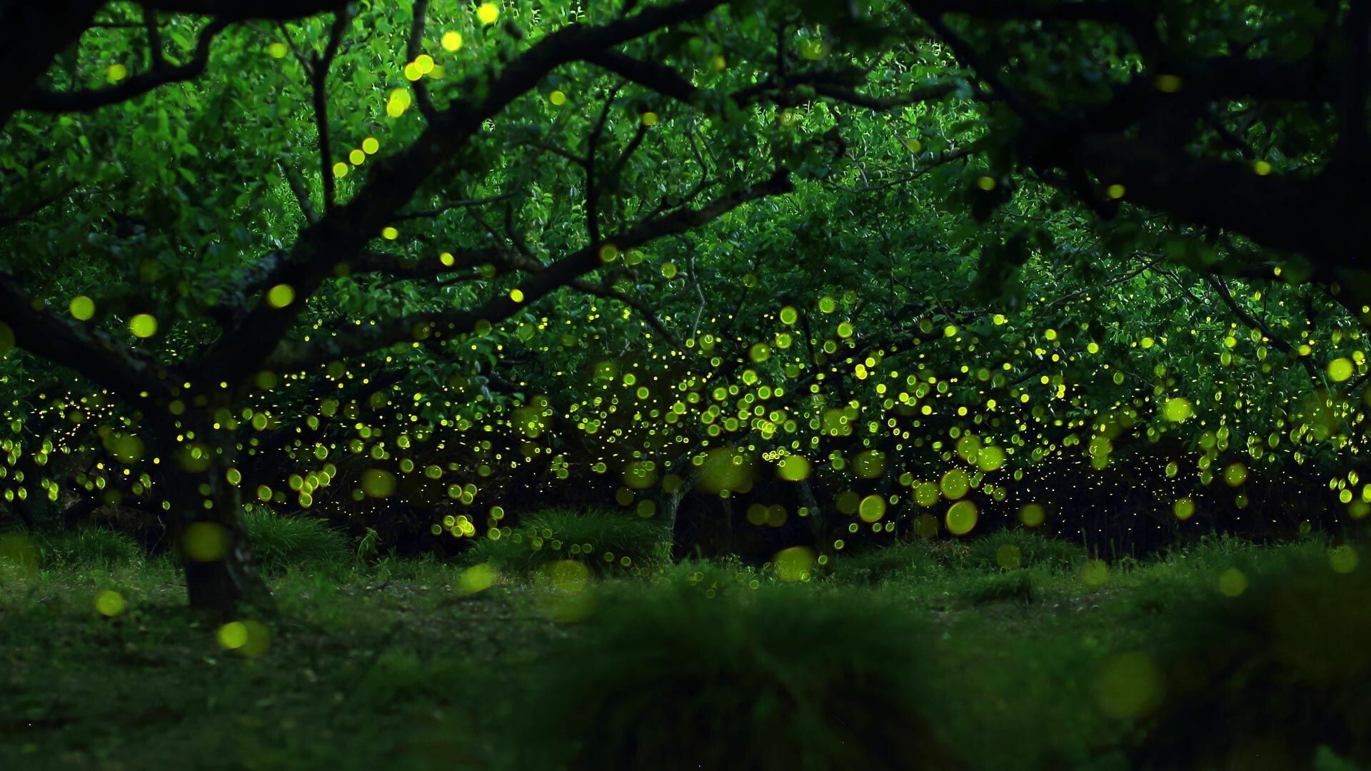 Firefly (Insect): Lightning bugs, Soft-bodied bioluminescent beetles. 1920x1080 Full HD Background.