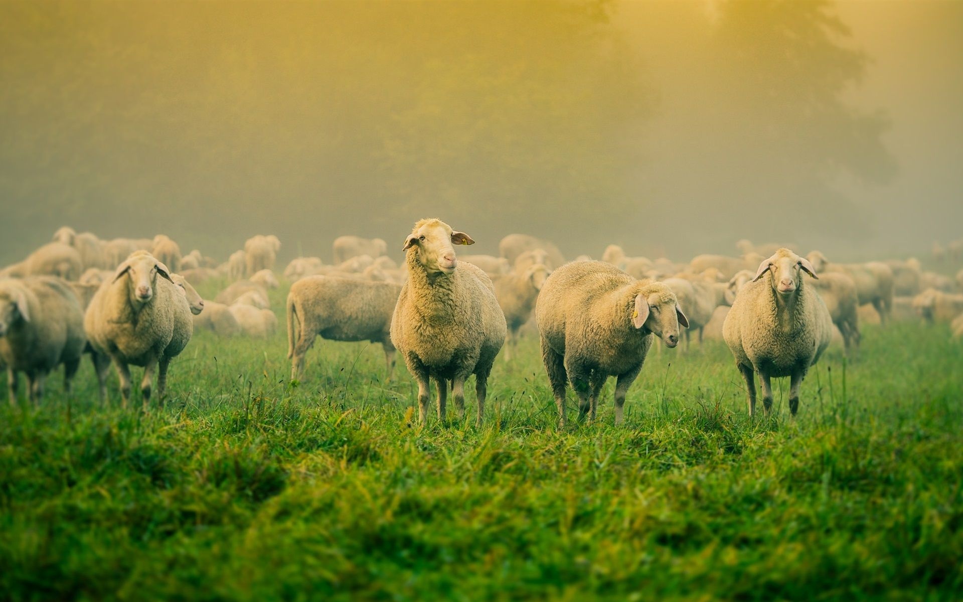 Sheep computer wallpapers, Stunning visual backgrounds, Perfect for desktops, High-quality images, 1920x1200 HD Desktop