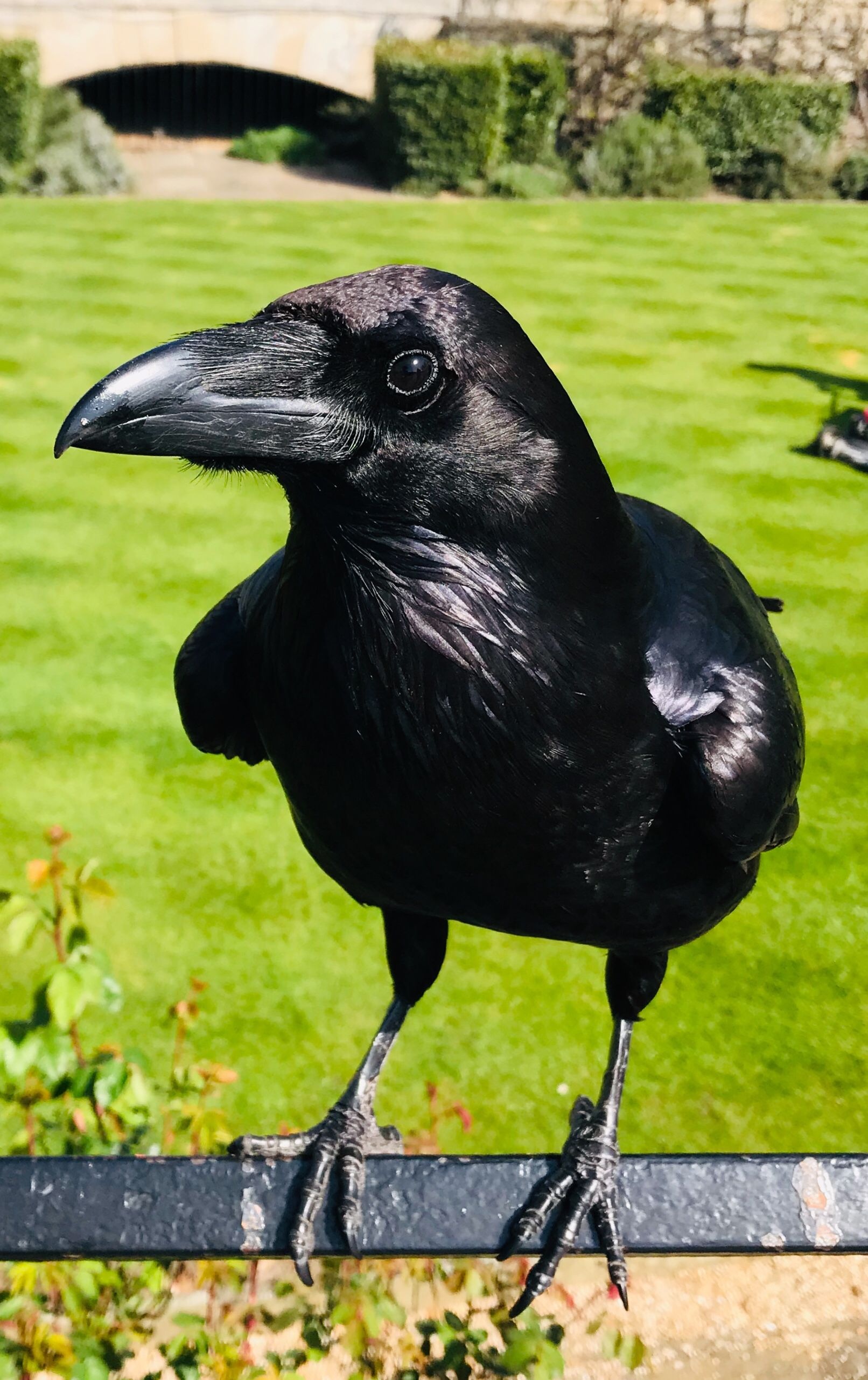 Merlina raven photography, Black bird, Bird, Nature, 1620x2570 HD Handy