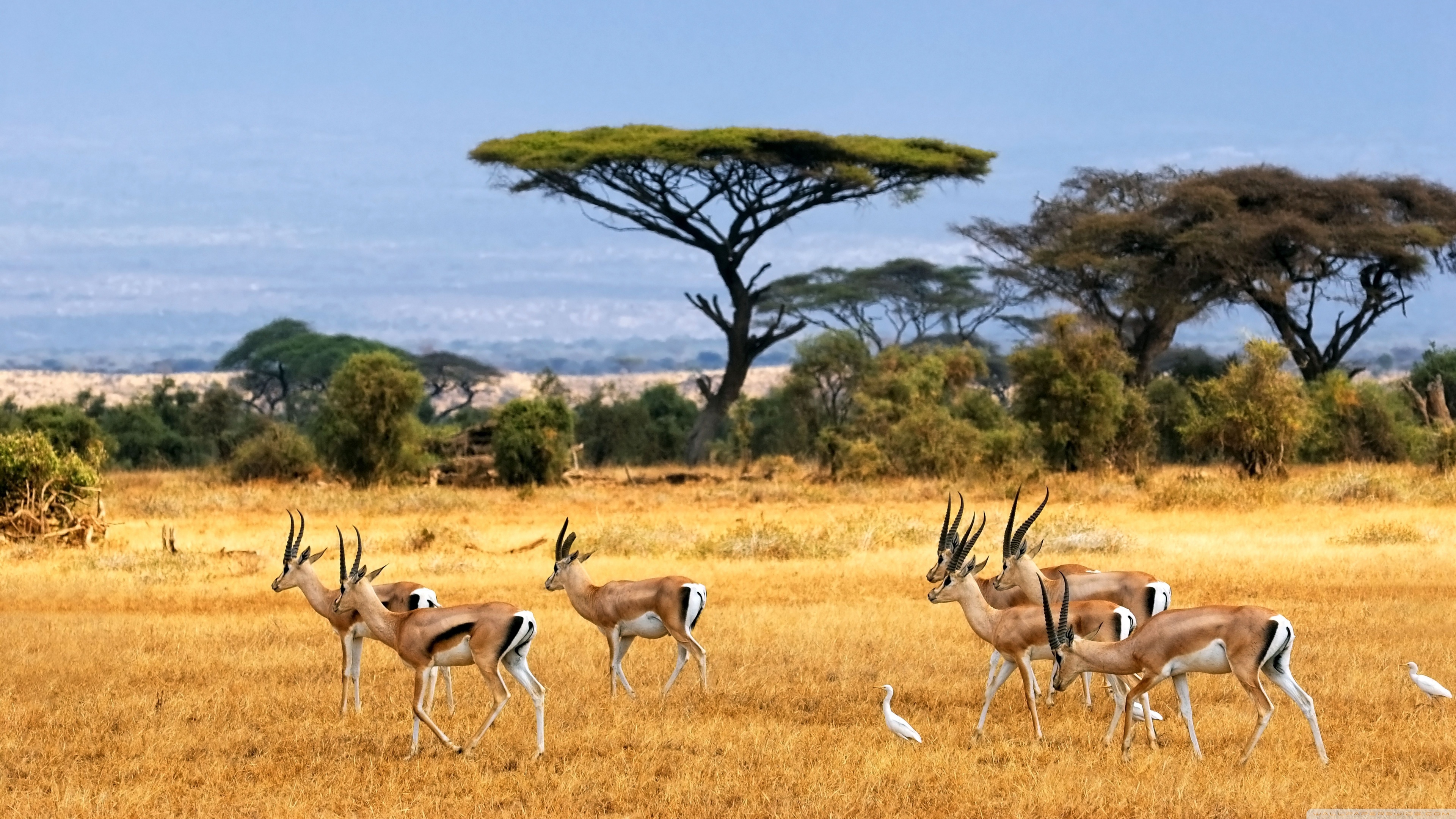 Antelopes, Ultra HD desktop background, Stunning wallpaper, Multi-display, 3840x2160 4K Desktop