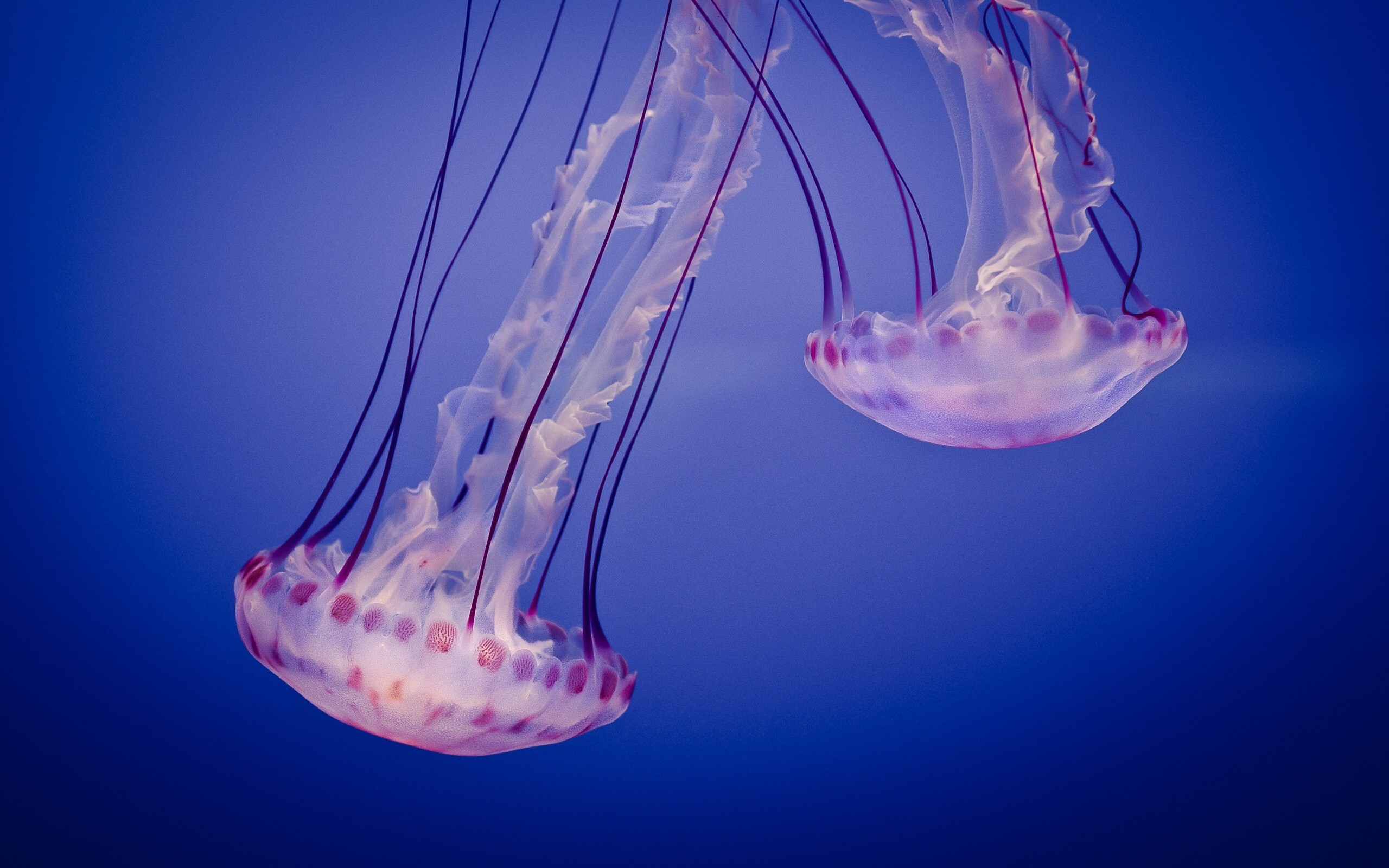 Glowing Jellyfish: Sea inhabitants, Extensible marginal tentacles studded with stinging cells. 2560x1600 HD Wallpaper.