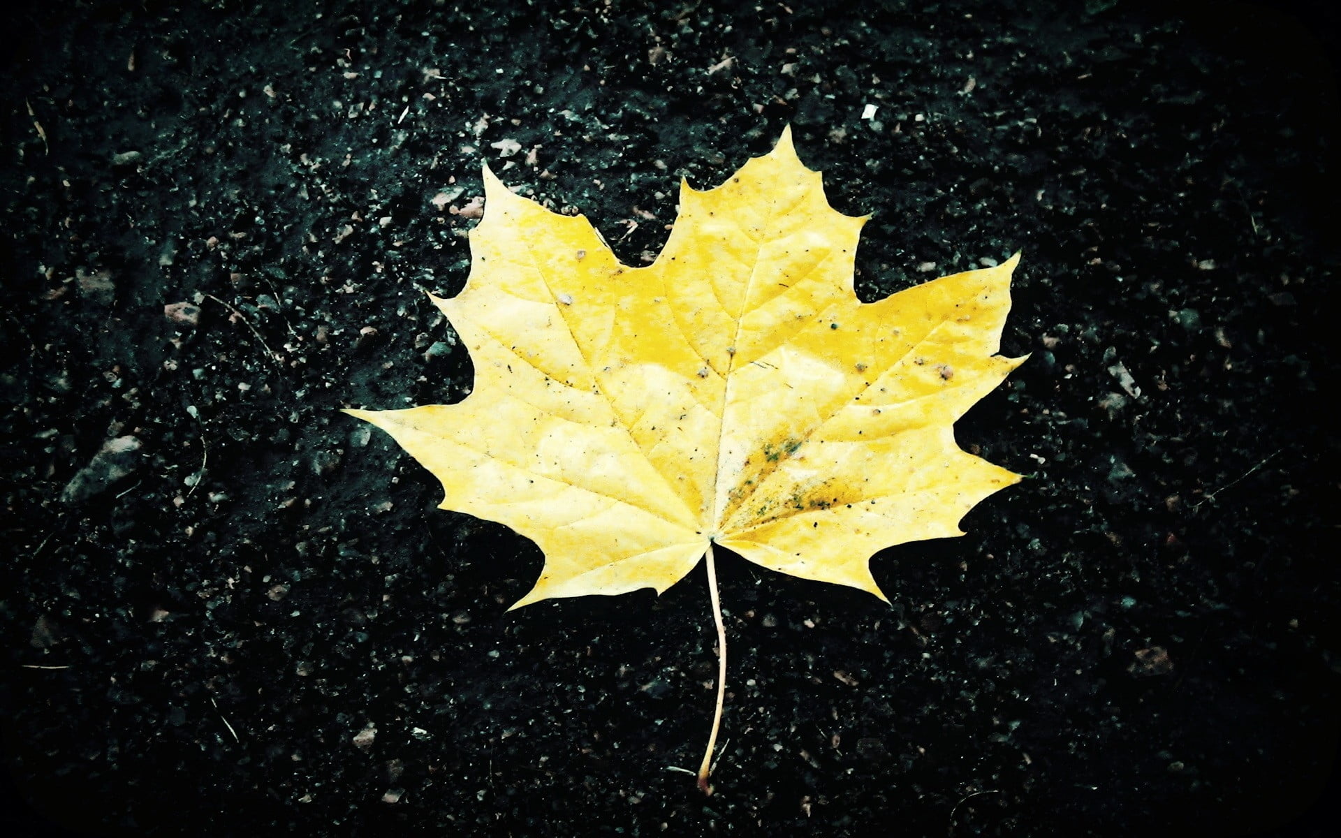 Maple leaf, Autumnal hues, Close-up shot, Natural phenomenon, 1920x1200 HD Desktop