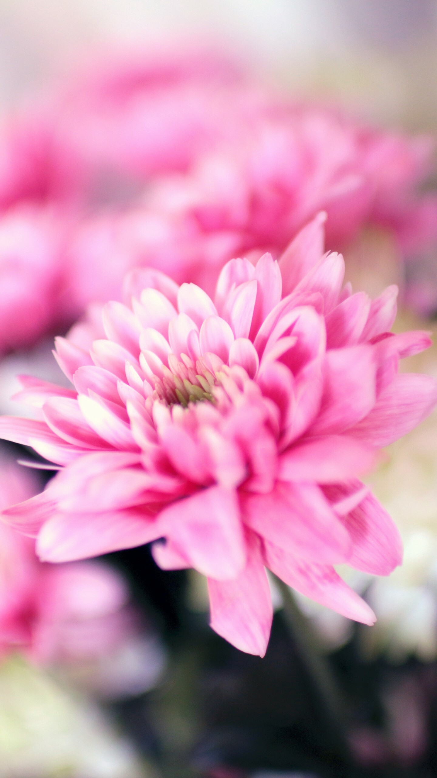 Chrysanthemum: Garden hardy varieties are defined by their ability to produce an abundance of small blooms with little if any mechanical assistance, such as staking and withstanding wind and rain. 1440x2560 HD Wallpaper.