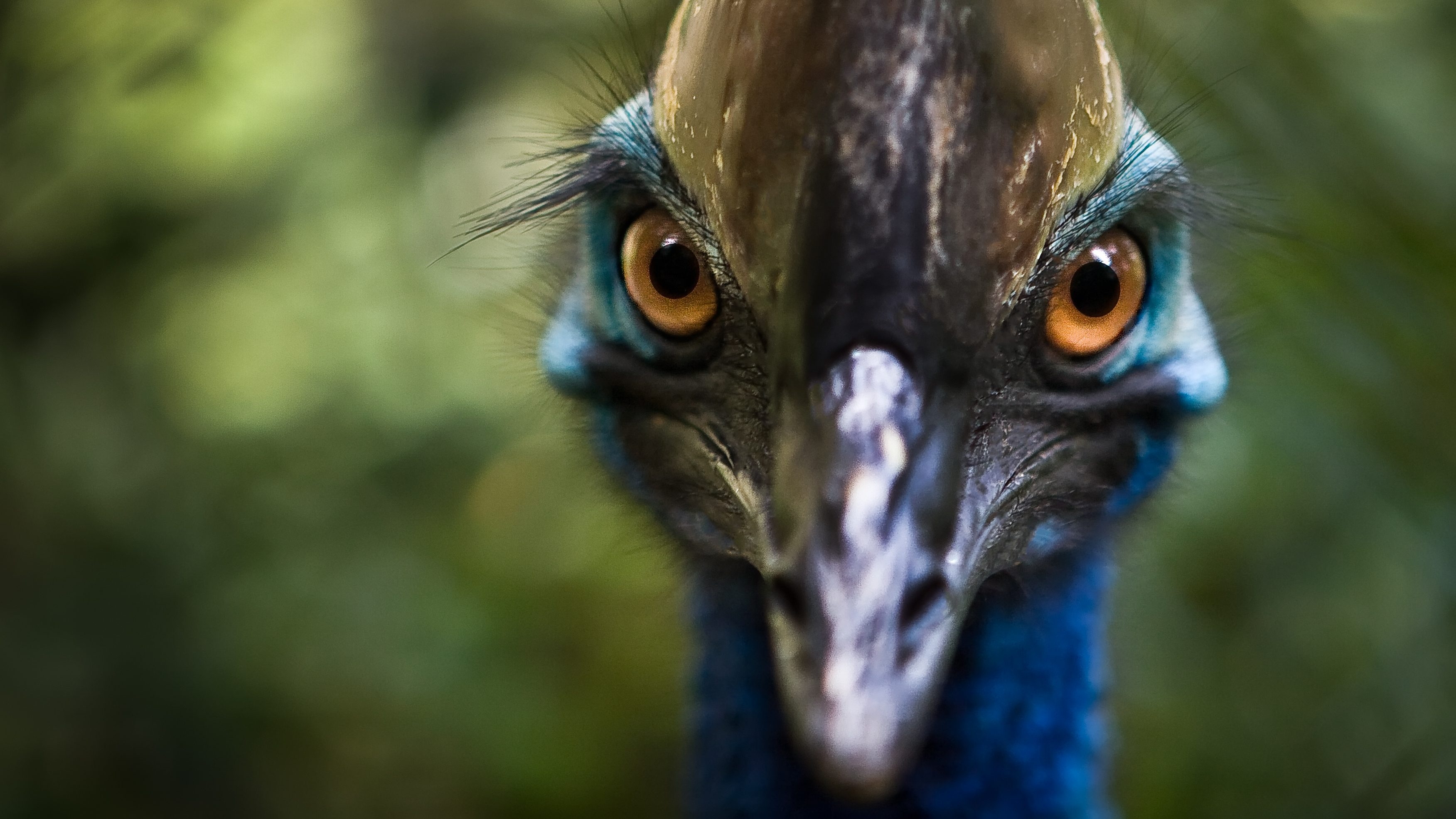 Fascinating facts about cassowary, Wildlife discovery, Rainforest explorer, Nature's wonder, 3510x1980 HD Desktop