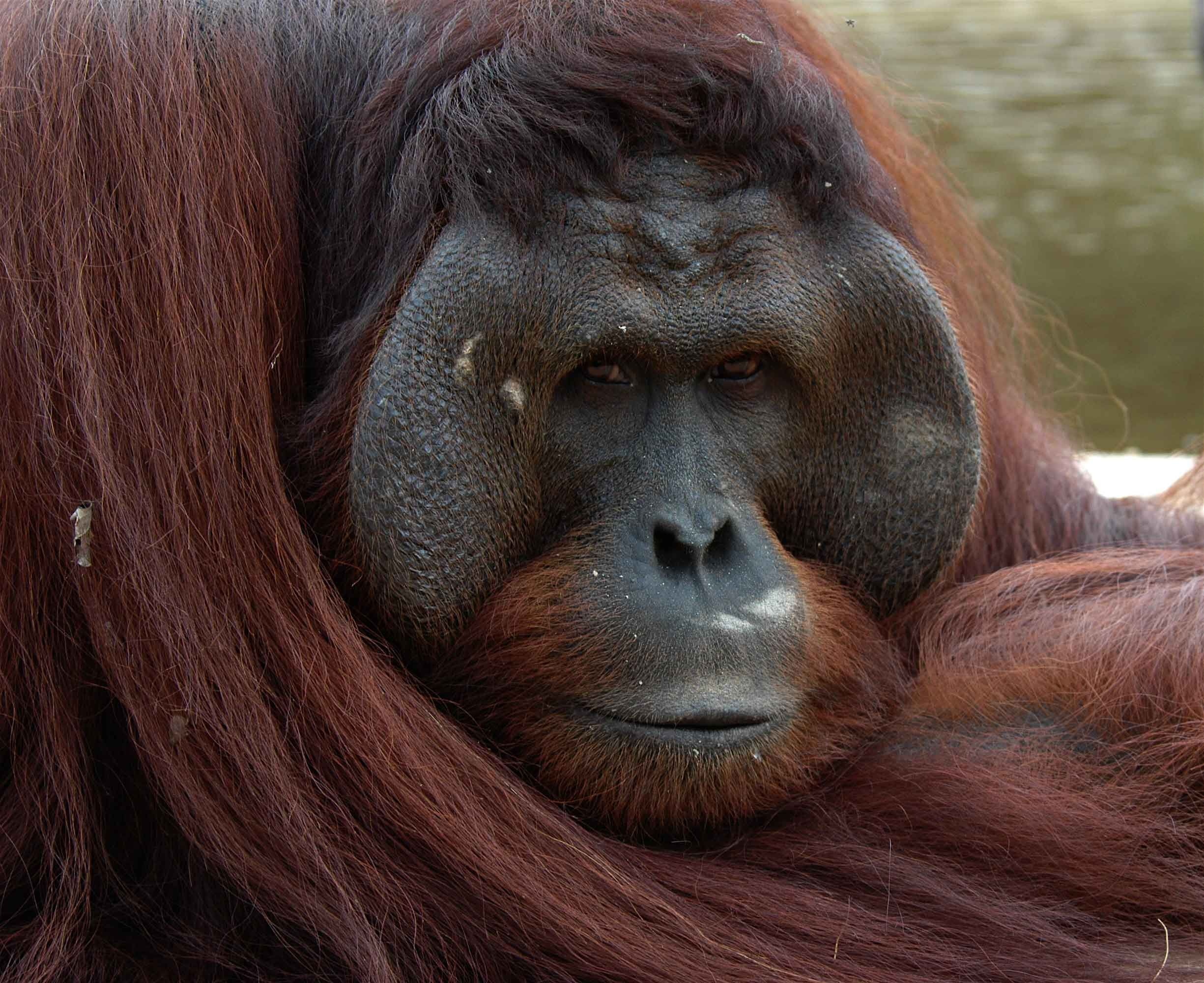 Orangutan male, Animal planet, Strong and powerful, Primate behavior, 2450x2000 HD Desktop