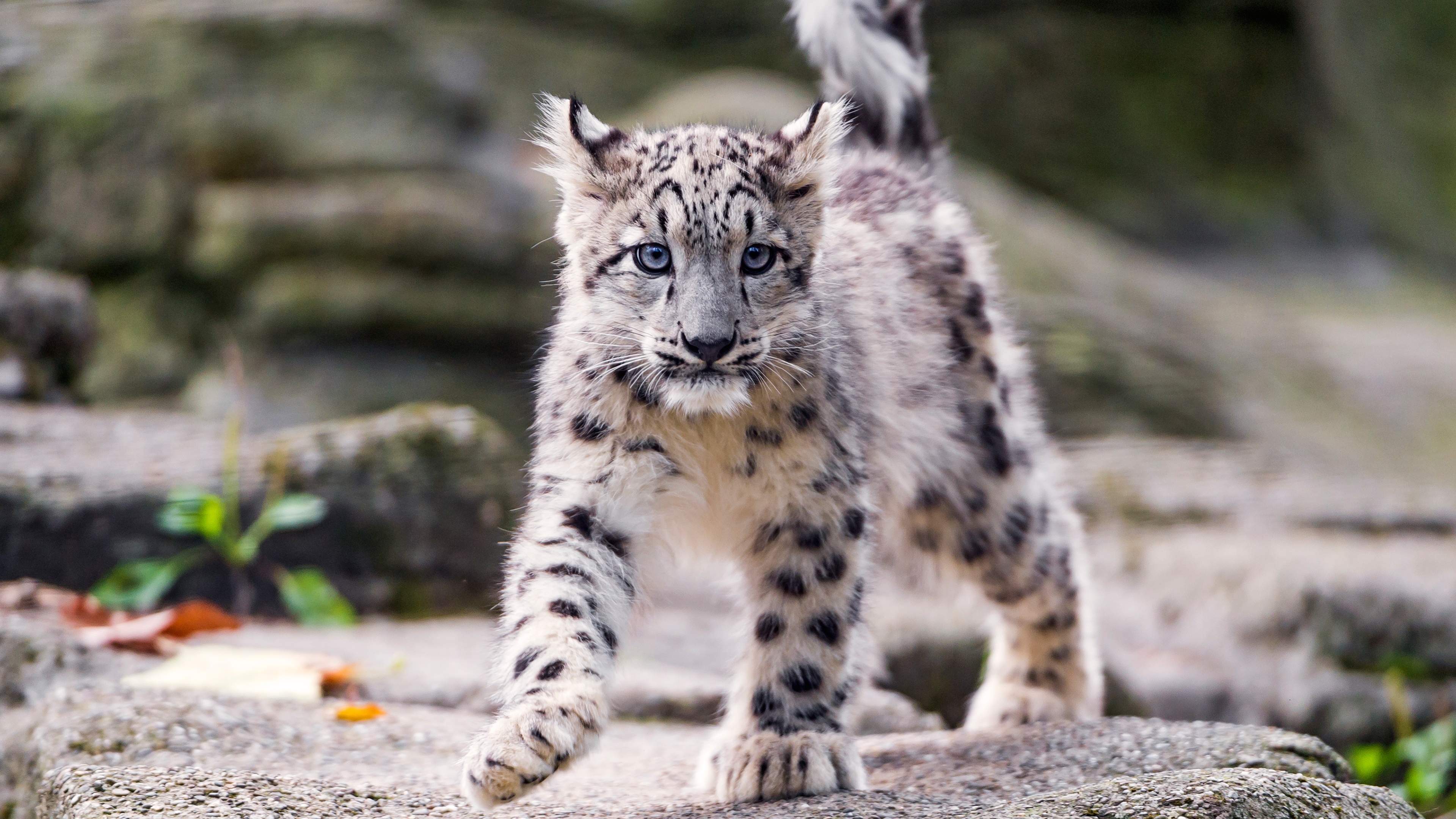 Snow Leopard, Cub, 3840x2160 4K Desktop