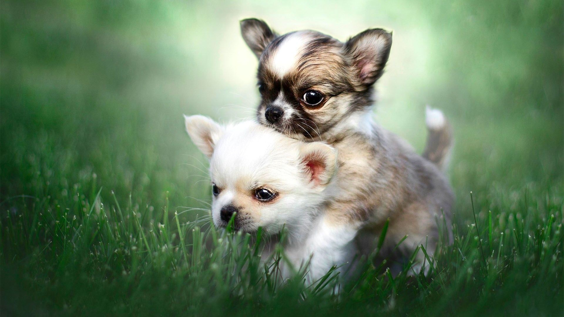 Chihuahua puppy wallpaper, Adorable and cute, Lovely pet, Heartwarming visuals, 1920x1080 Full HD Desktop