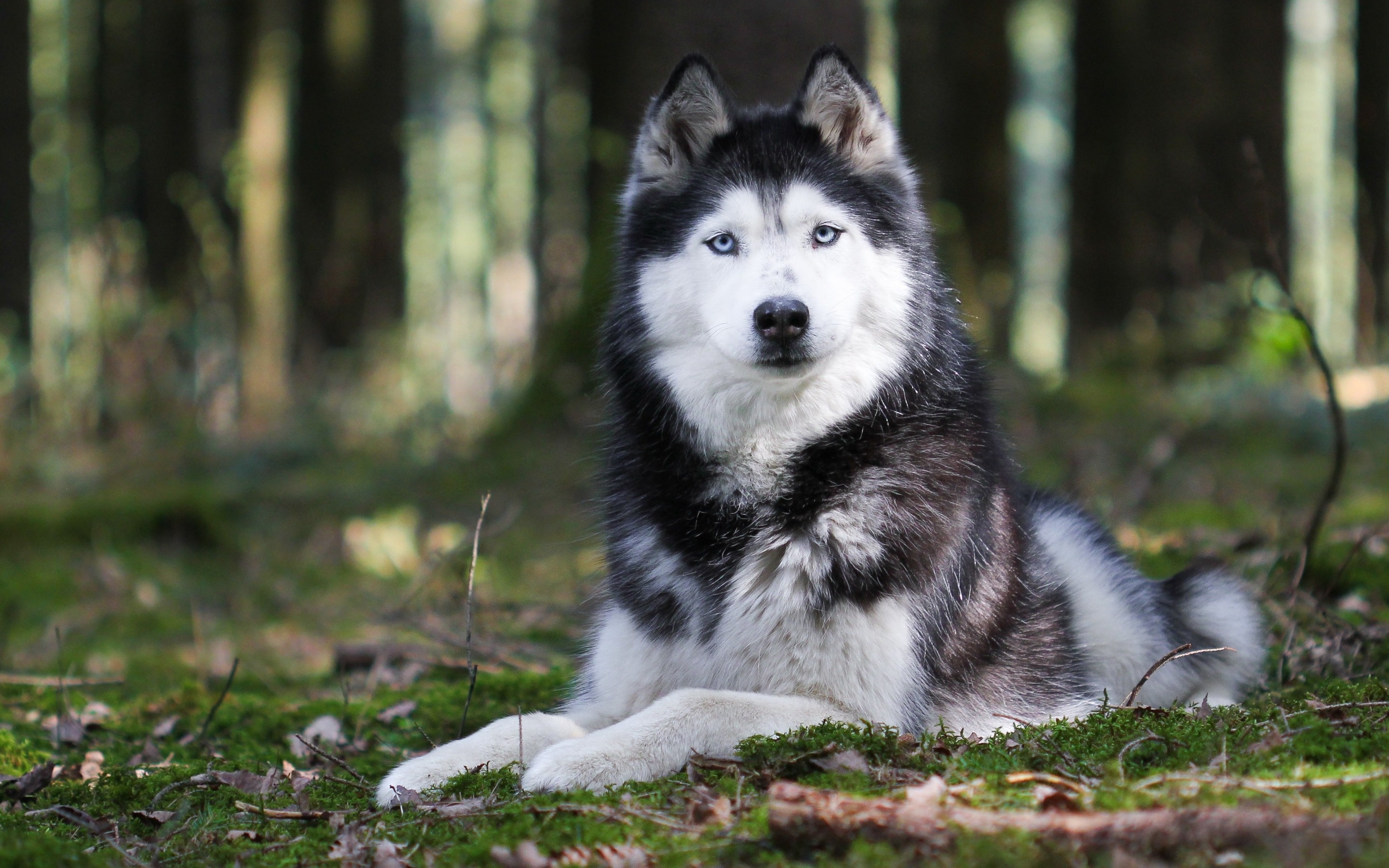 Husky big gray white dog, Pets in the forest, High-quality wallpapers, 2880x1800 HD Desktop