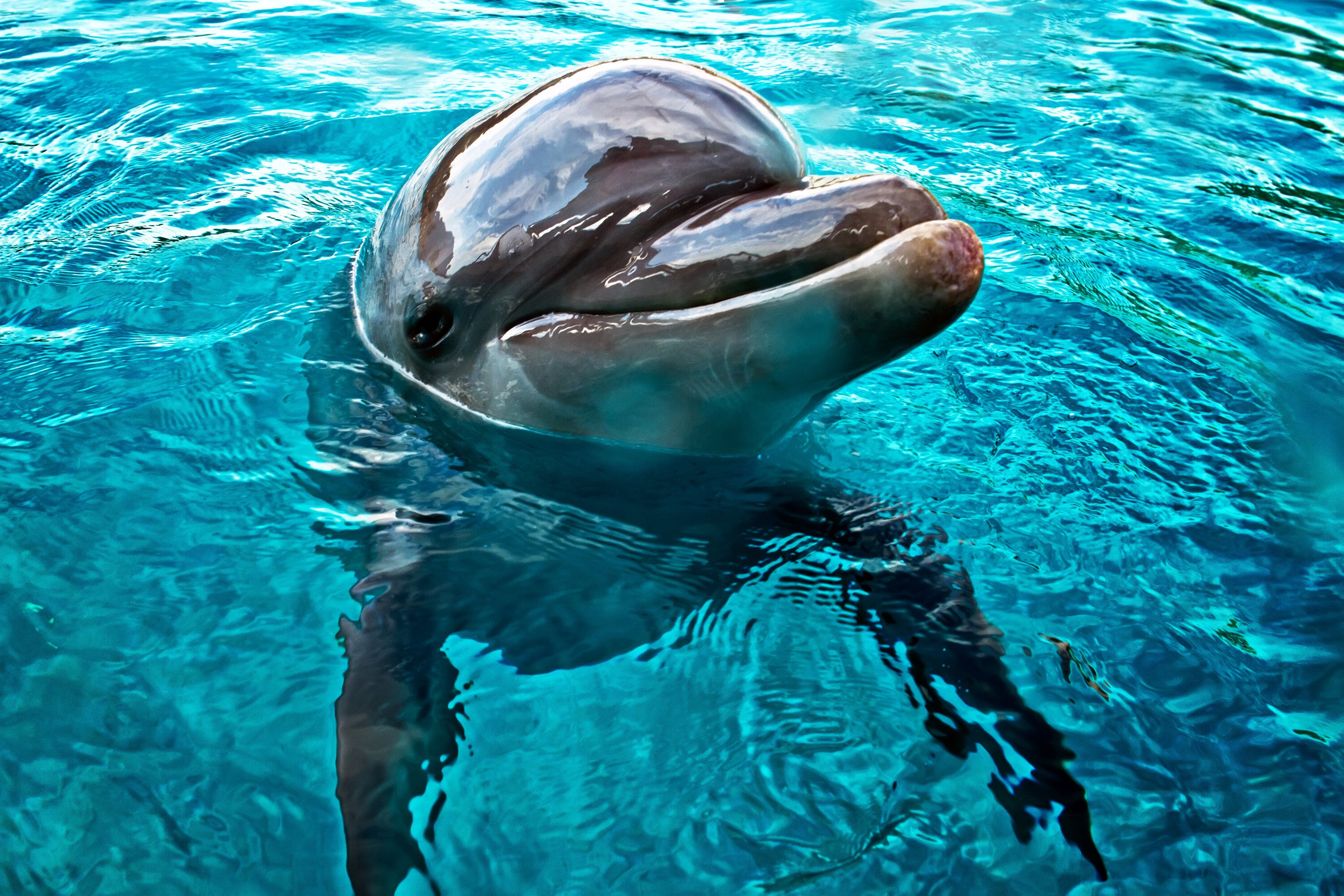 Dolphin: There are 40 extant species named as dolphins. 3000x2000 HD Background.
