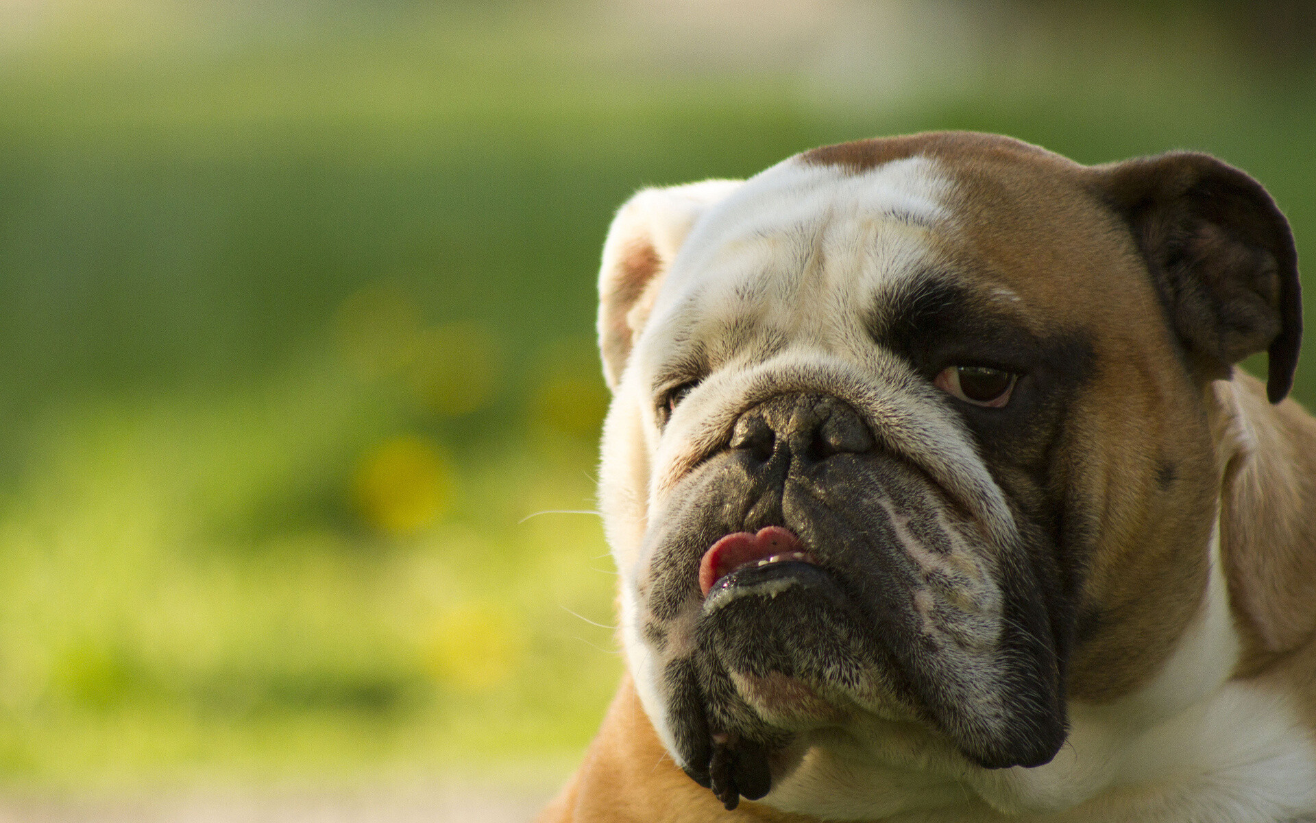 Bulldog: The breed is popularly used to represent England or the United Kingdom. 1920x1200 HD Wallpaper.