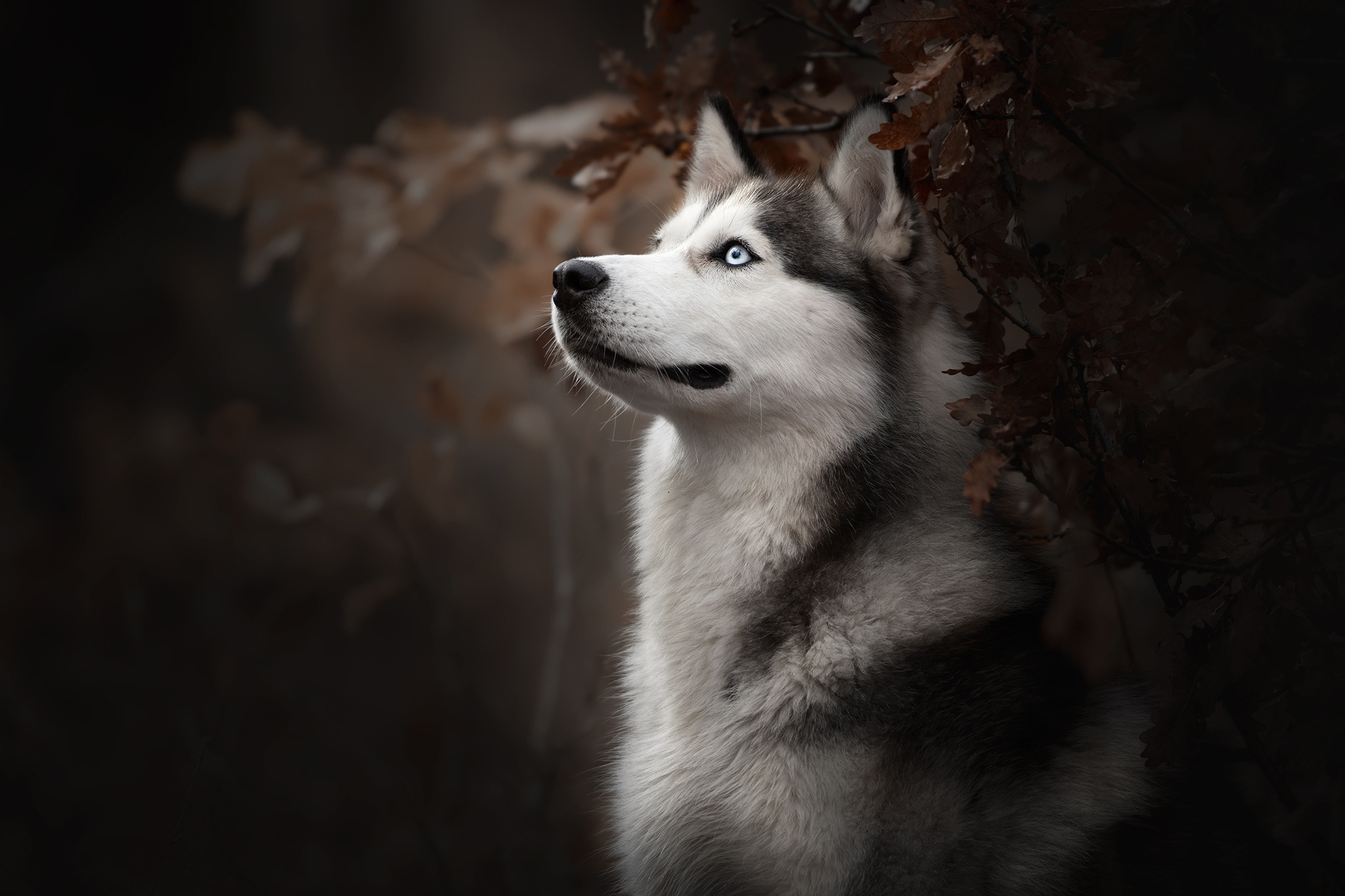 Fluffy snow wolf, Siberian husky, Alaskan Malamute, Enchanting animals, 2050x1370 HD Desktop