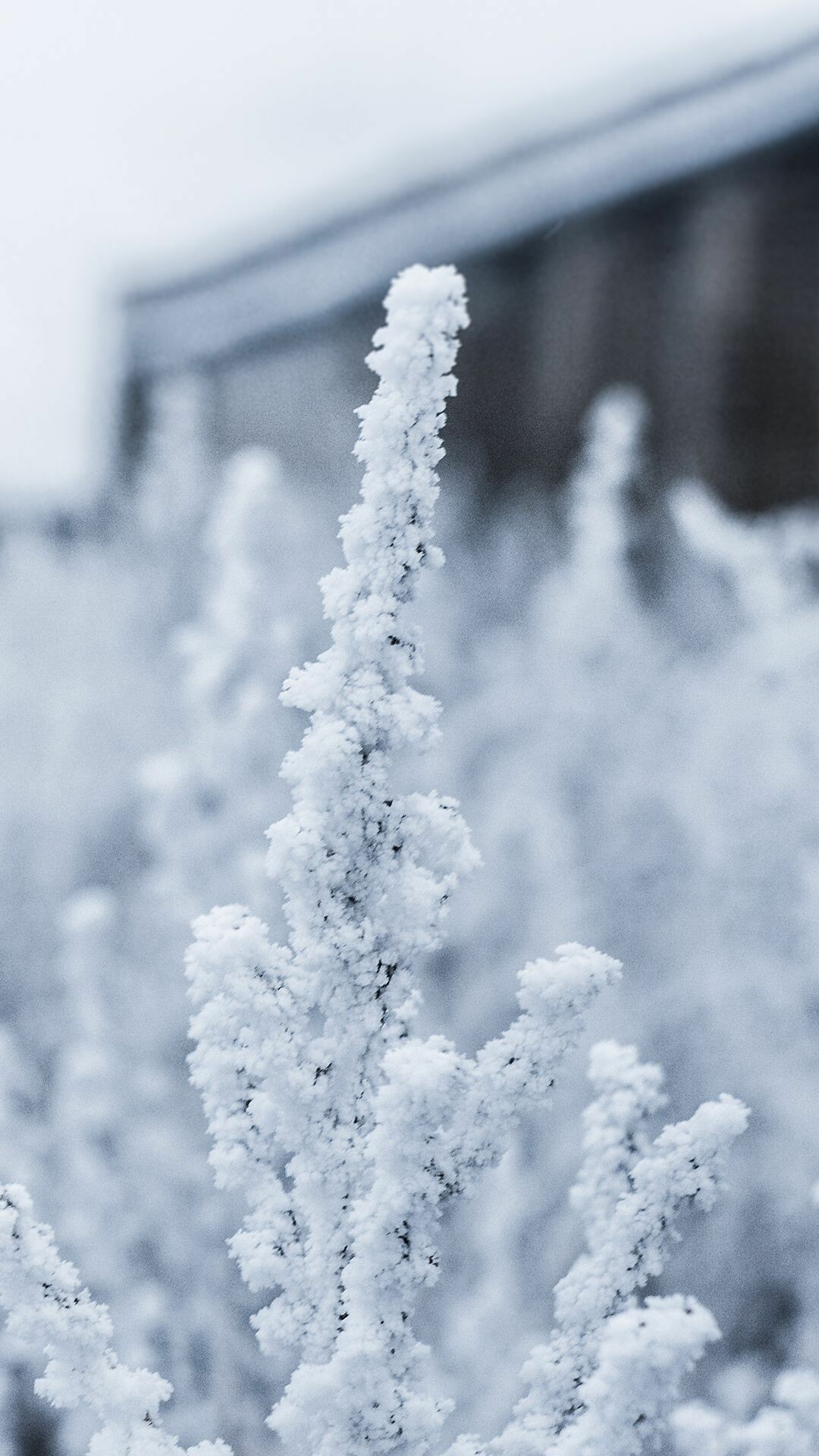 Winter: Rime ice, Supercooled water liquid droplets freeze onto surface. 1080x1920 Full HD Background.