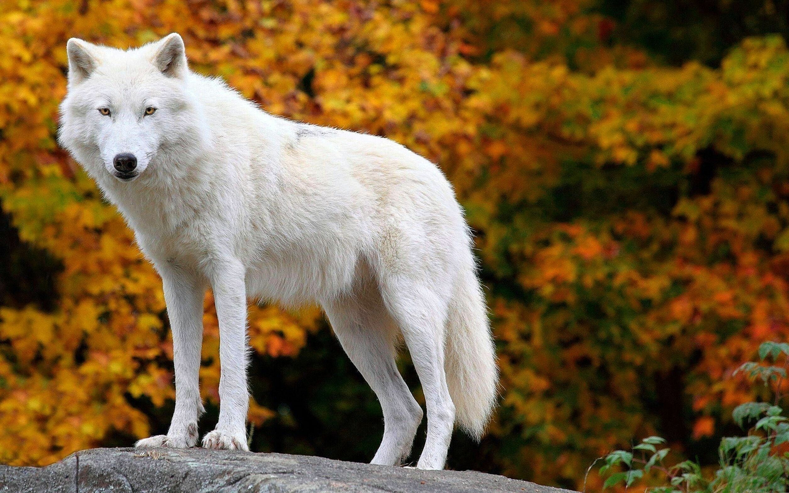 Wolf: Arctic, Canis lupus, Terrestrial animal. 2520x1570 HD Wallpaper.