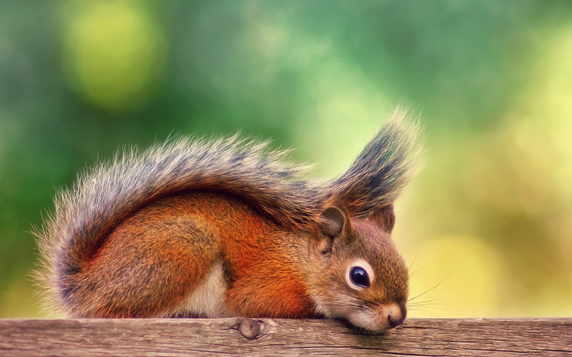 Squirrel: Bushy-tailed rodents found all over the world. 1920x1200 HD Wallpaper.