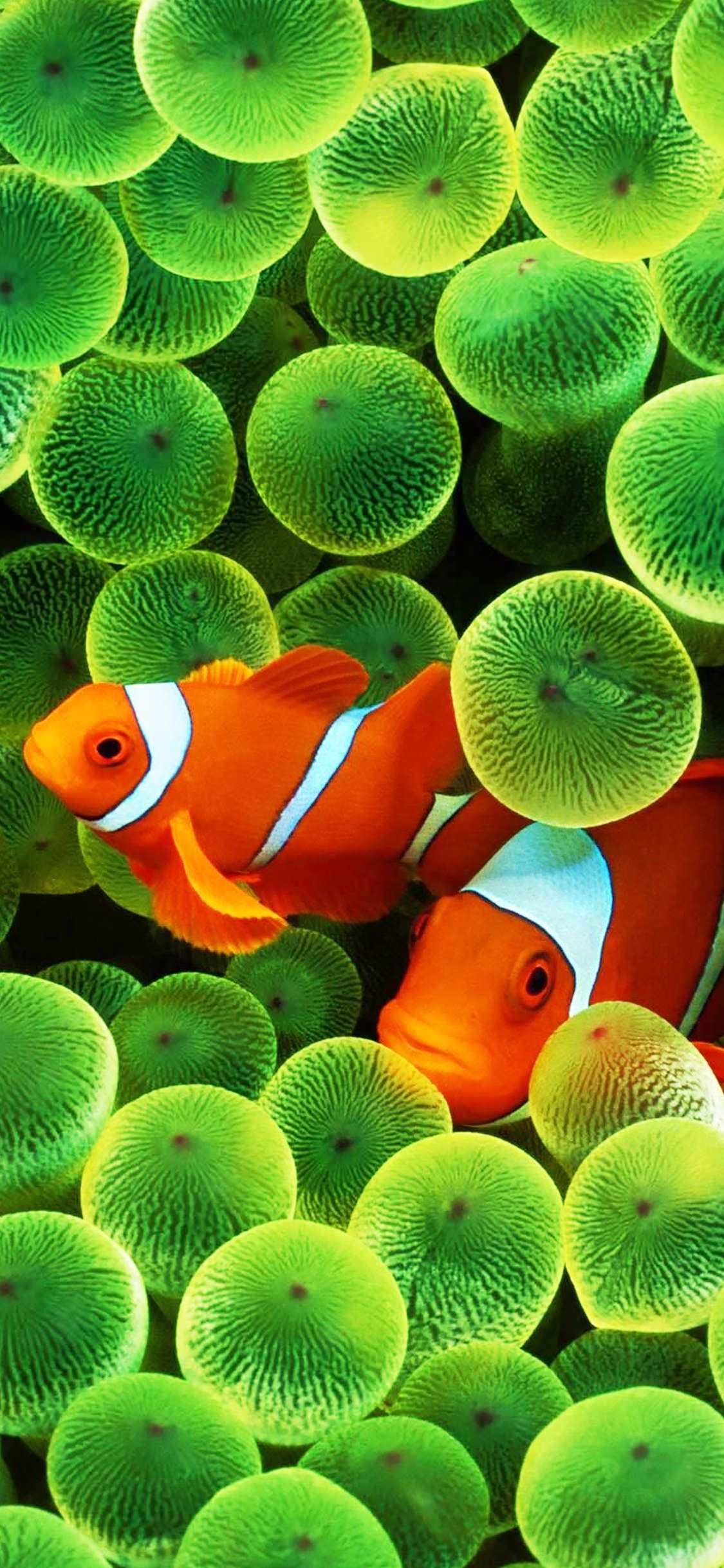Clown Fish: Omnivorous species, Can feed on undigested food from their host anemones. 1130x2440 HD Wallpaper.