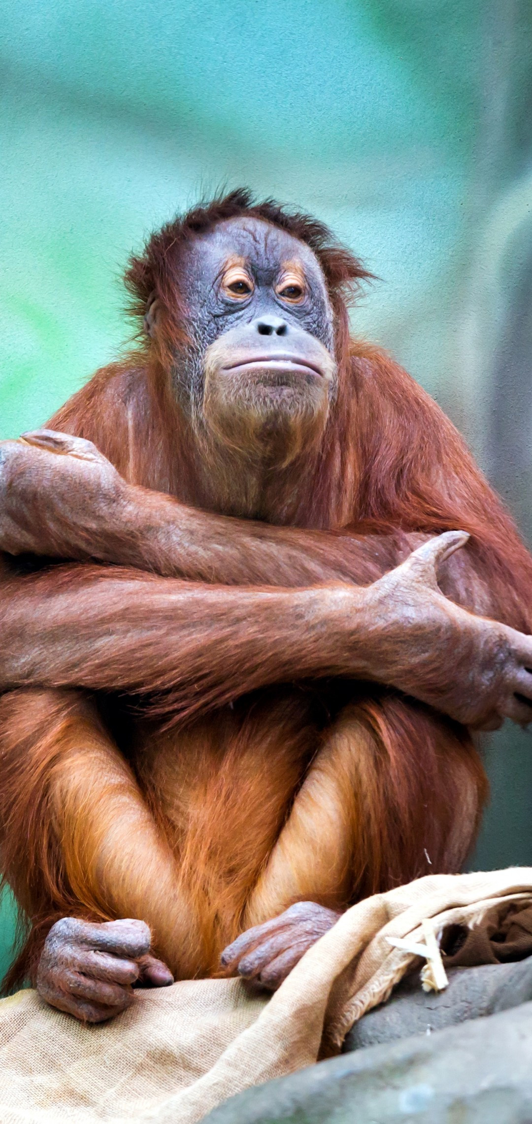 Monkey, orangutan sitting, monkey wallpapers, smartphone backgrounds, 1080x2280 HD Handy