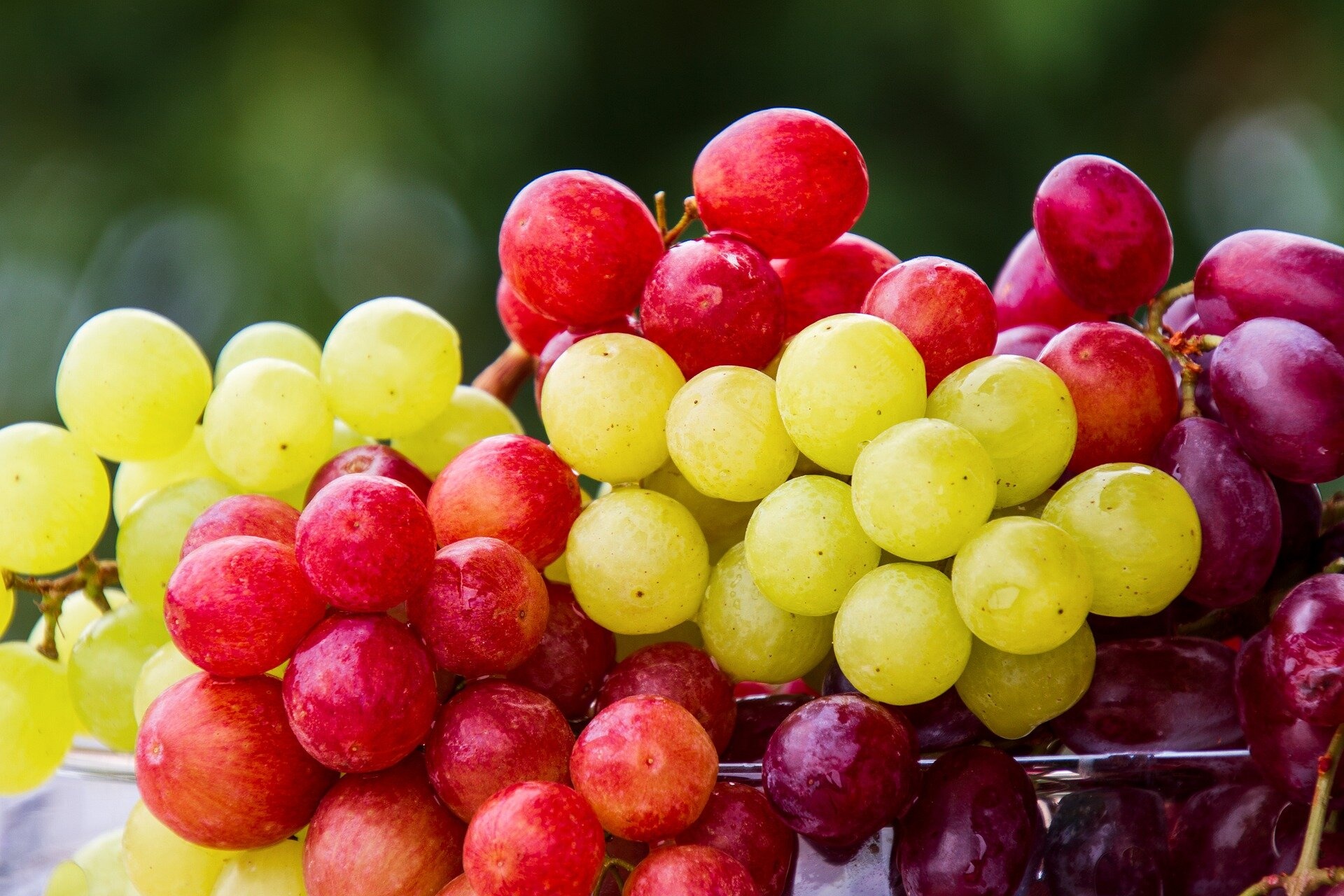Grapes: Increase gut biome diversity and lower cholesterol. 1920x1280 HD Wallpaper.
