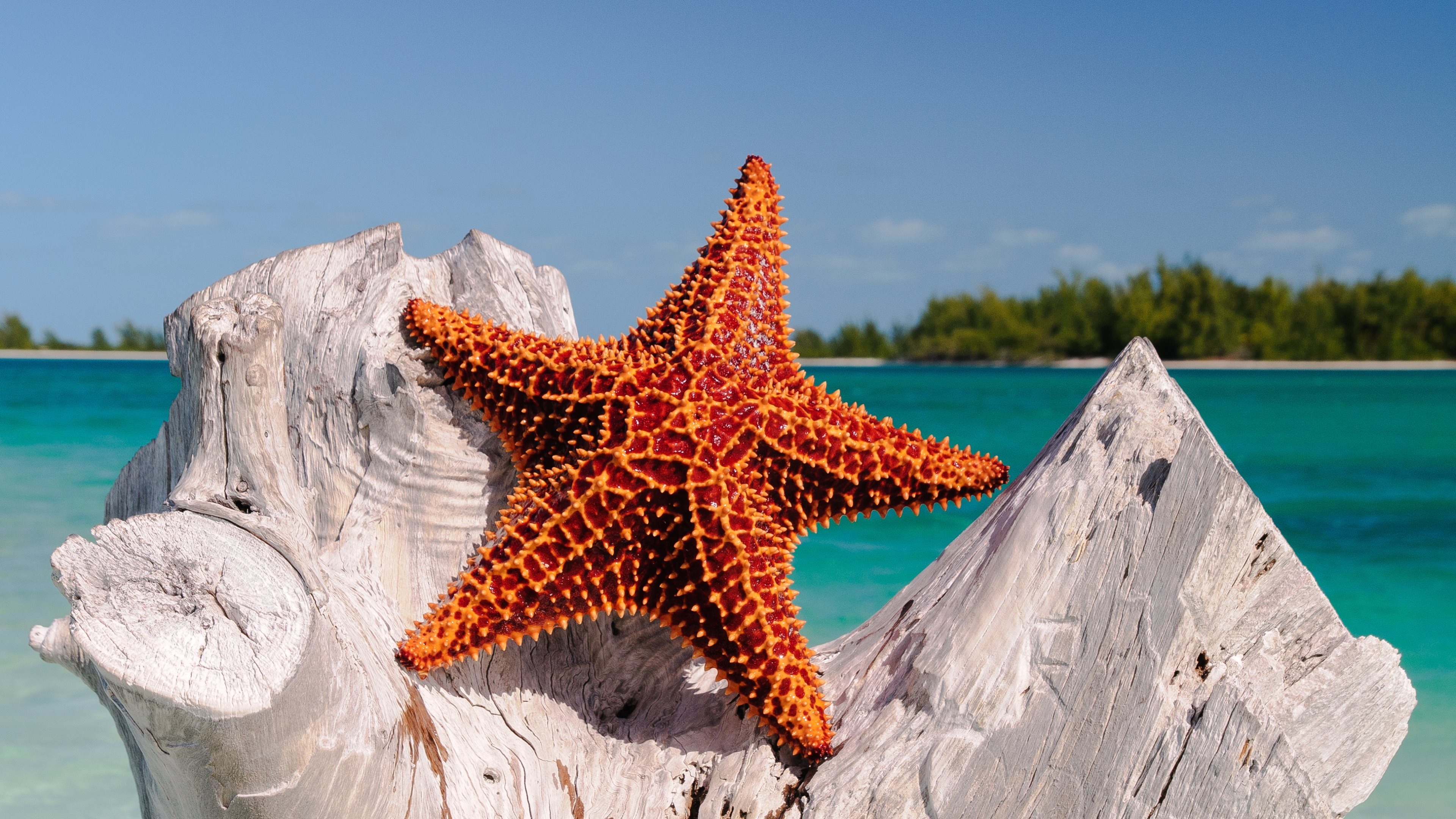 Sea Star: Marine animals are also known as asteroids, Tropics. 3840x2160 4K Background.