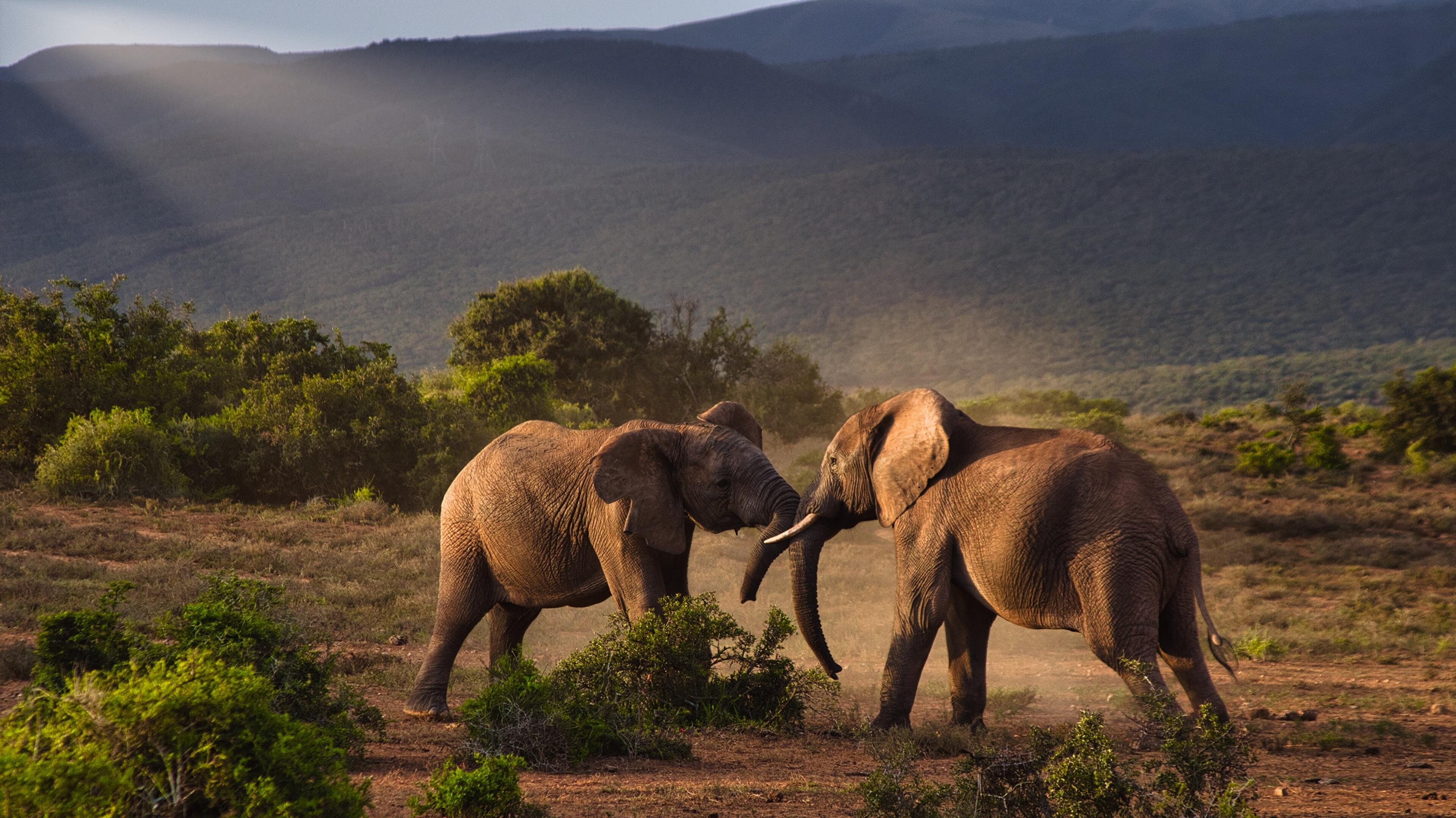 South Africa travels, Fighting elephants, Addo elephant park, 3840x2160 4K Desktop
