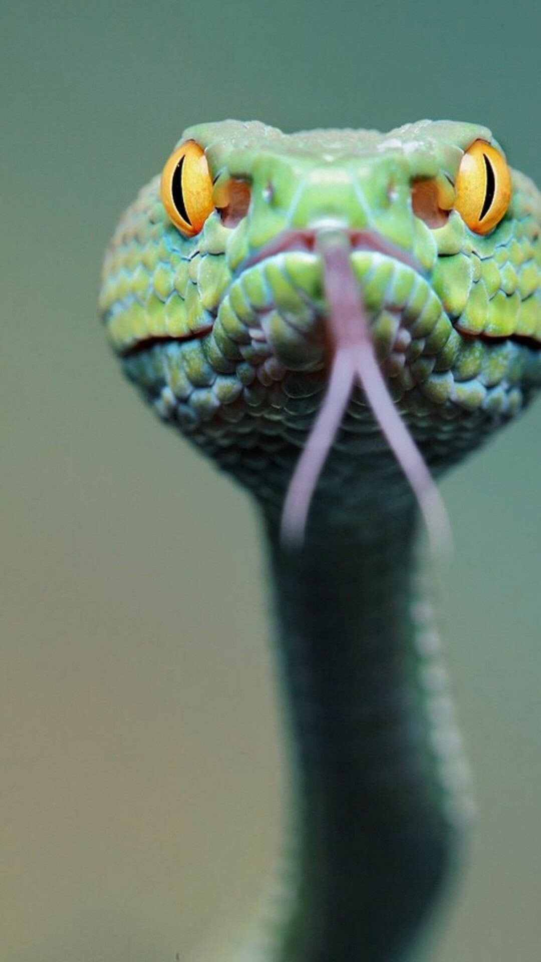 Snake: All species are strictly carnivorous, preying on small animals. 1080x1920 Full HD Wallpaper.