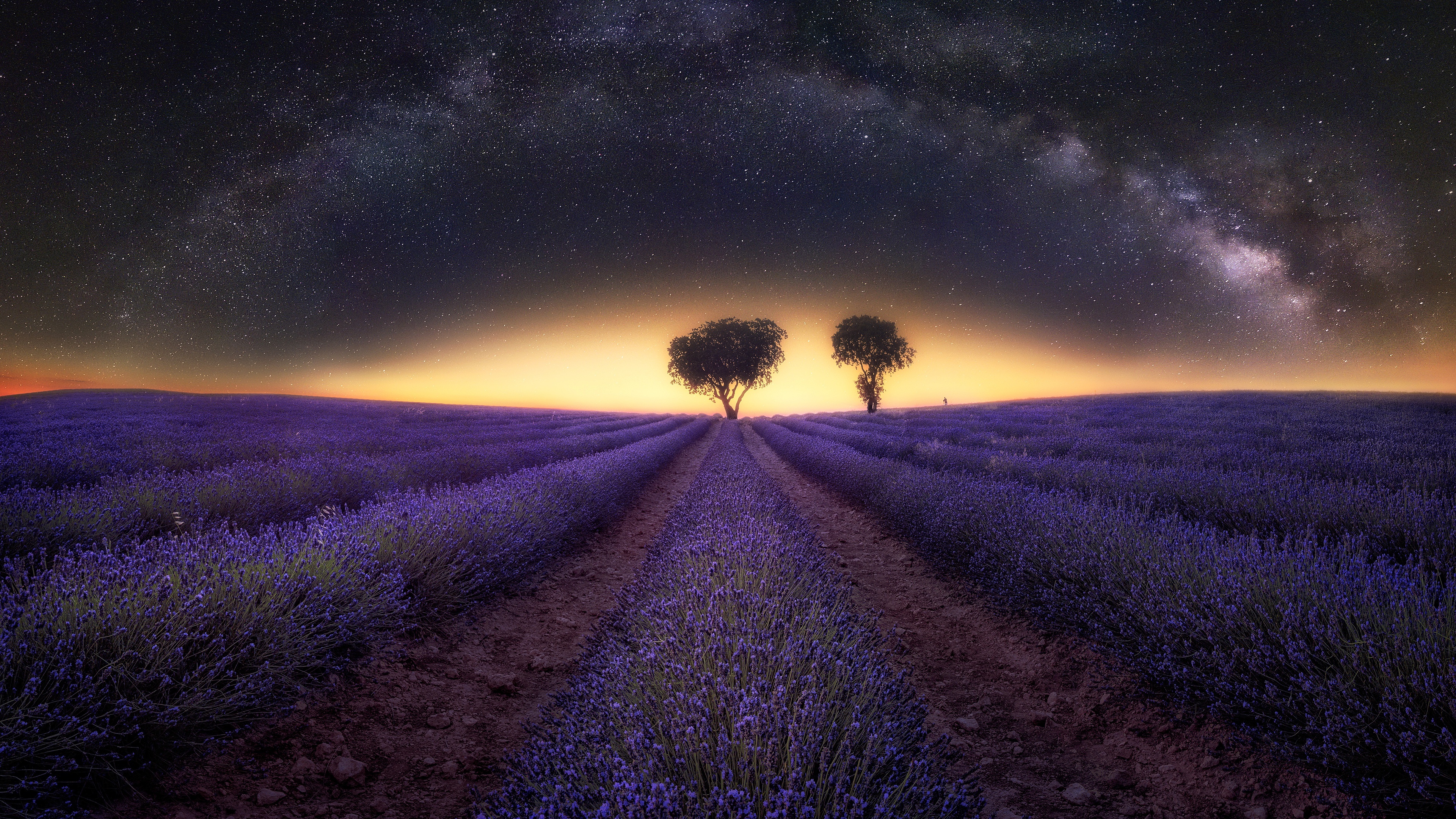 Field flower, Lavender Milky Way, Starry sky, Tree wallpaper, 3840x2160 4K Desktop