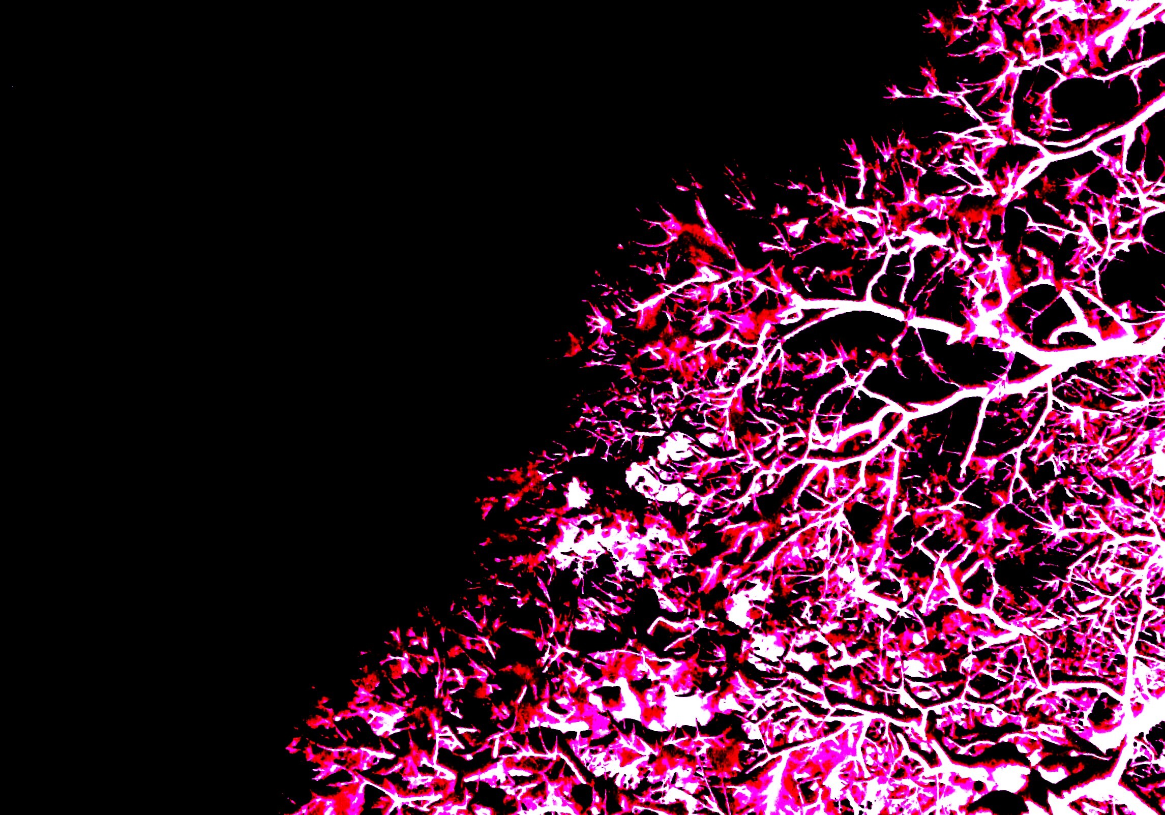 Glow in the Dark: Vivid leaves, Neon tree, Magenta spectrum, Abstract. 2300x1610 HD Wallpaper.