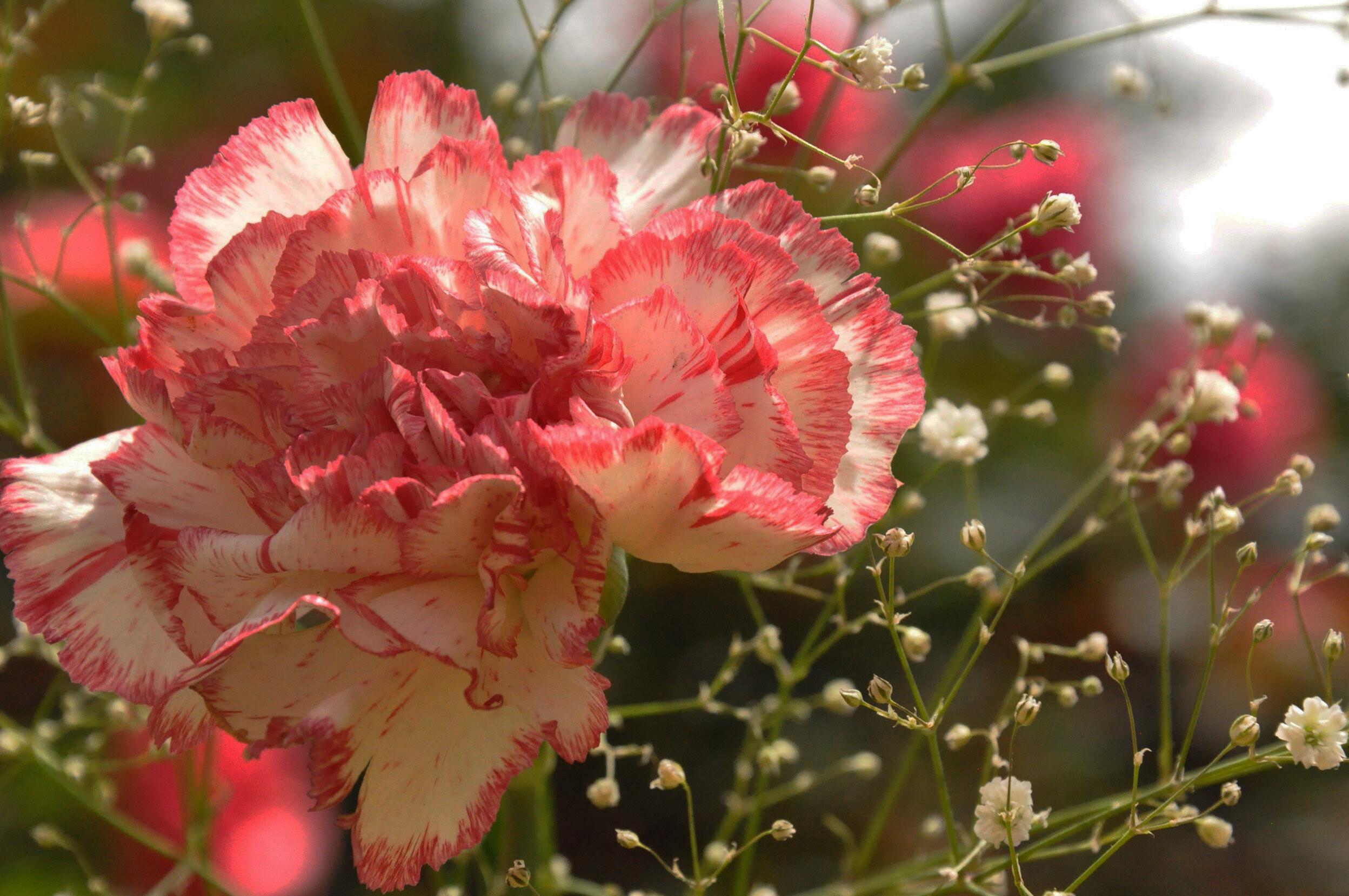 Carnation: Carnations require well-drained, neutral to slightly alkaline soil, and full sun. 2500x1660 HD Background.