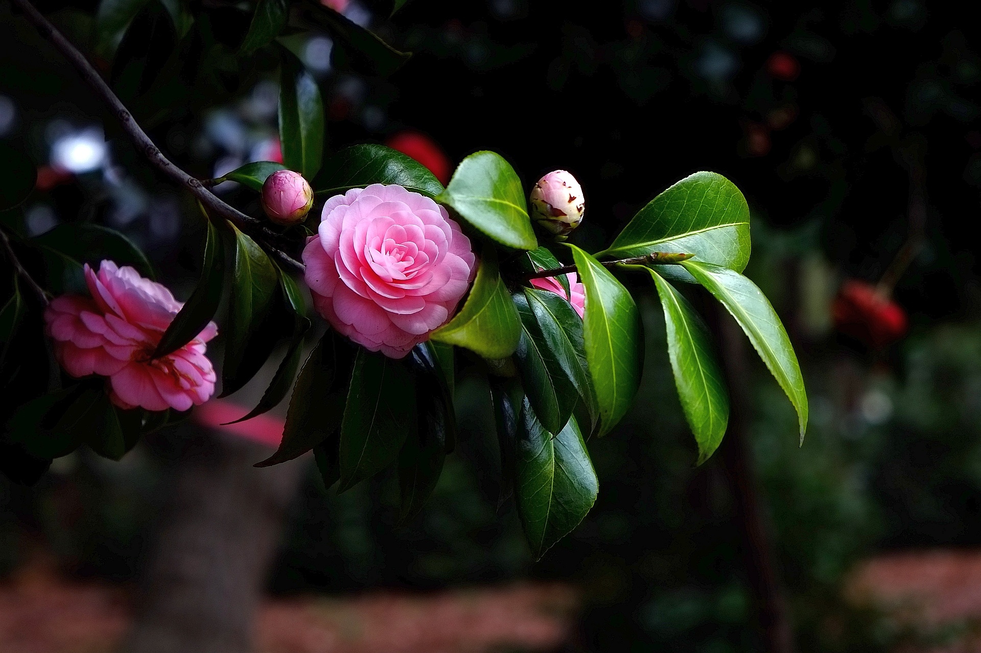 Camellia flower, Flowering branch, Fragrant blossoms, Nature elegance, 1920x1280 HD Desktop
