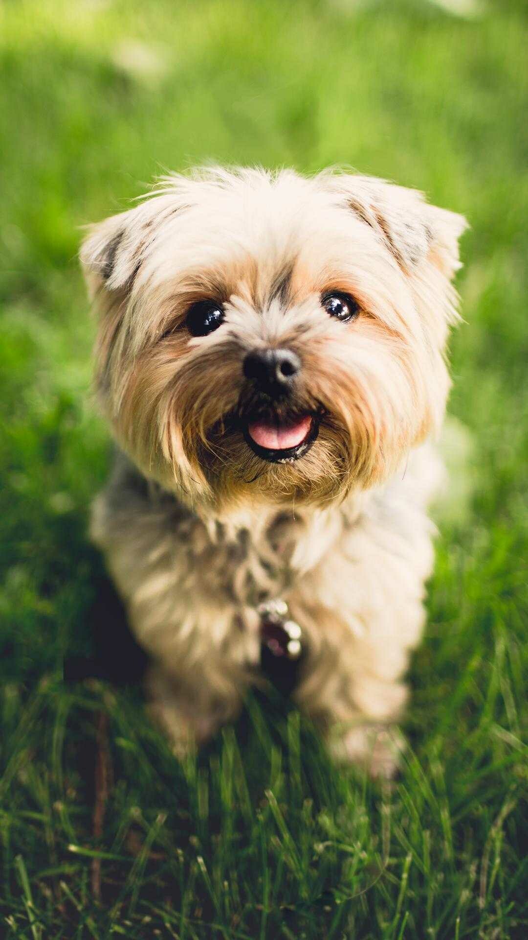 Puppy: Yorkshire Terrier, One of the smallest dog breeds of the terrier type. 1080x1920 Full HD Background.