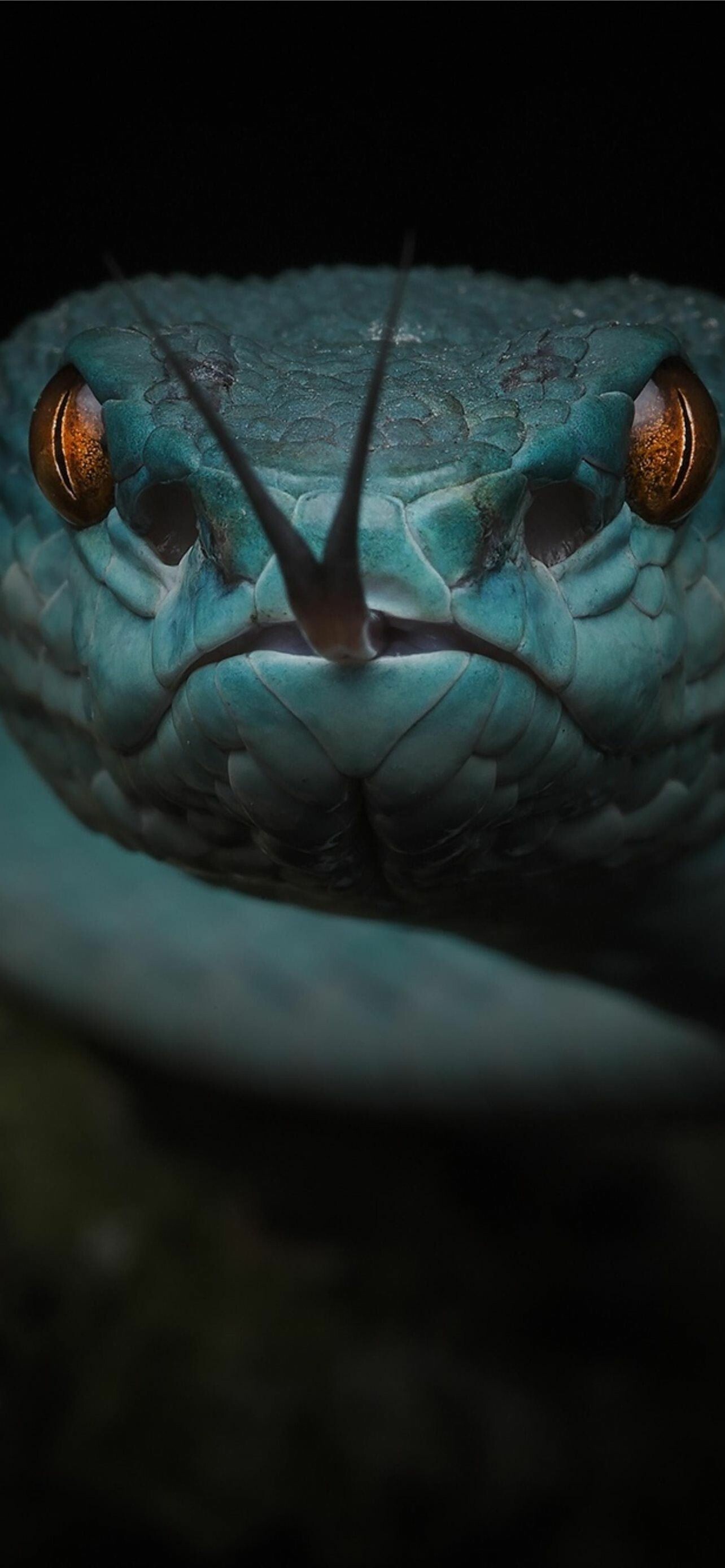 Snake: The fork in the tongue provides a sort of directional sense of smell and taste simultaneously. 1290x2780 HD Background.