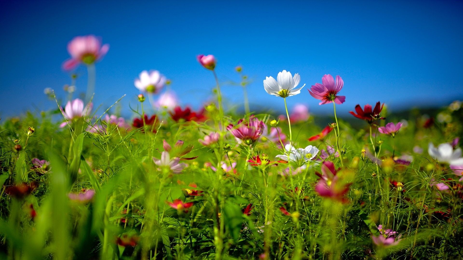 Flower Field: Cosmos, Blooming from the summer through fall. 1920x1080 Full HD Background.