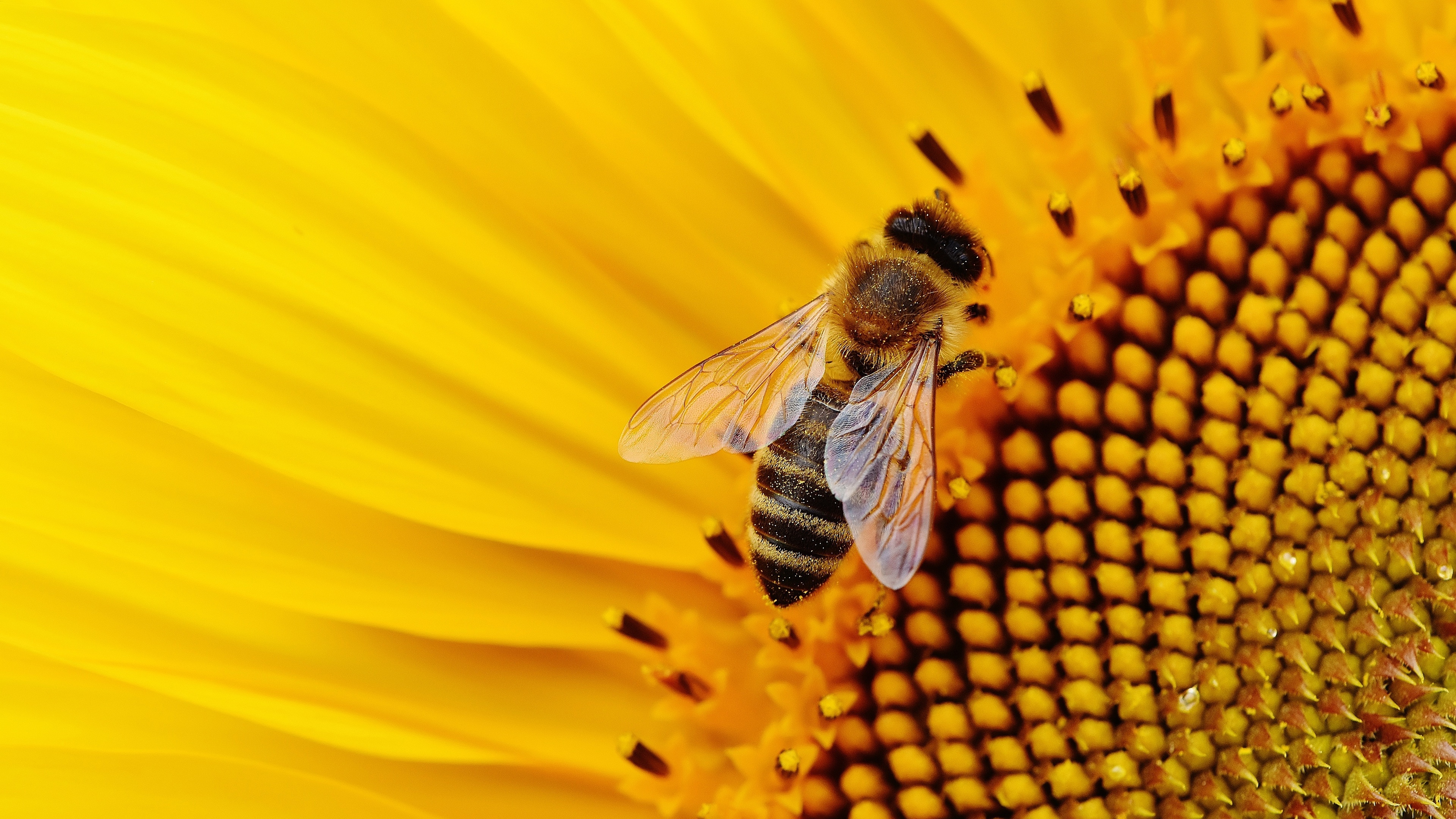 Bee: Known for their keystone role in pollination of the world's plants. 3840x2160 4K Wallpaper.