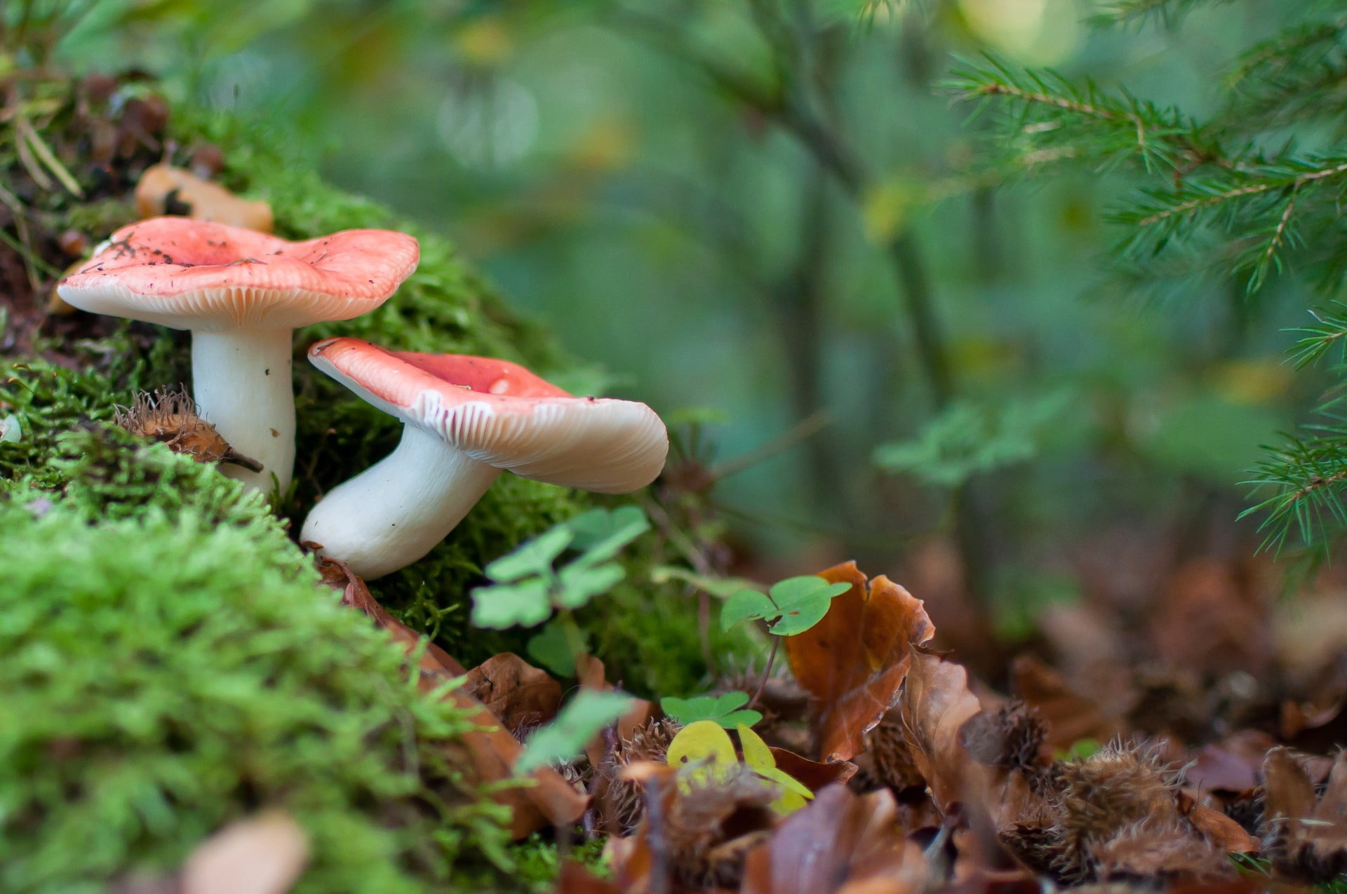 Mushroom diversity, Forest exploration, Nature's color palette, Serene woodland scenes, 1920x1280 HD Desktop