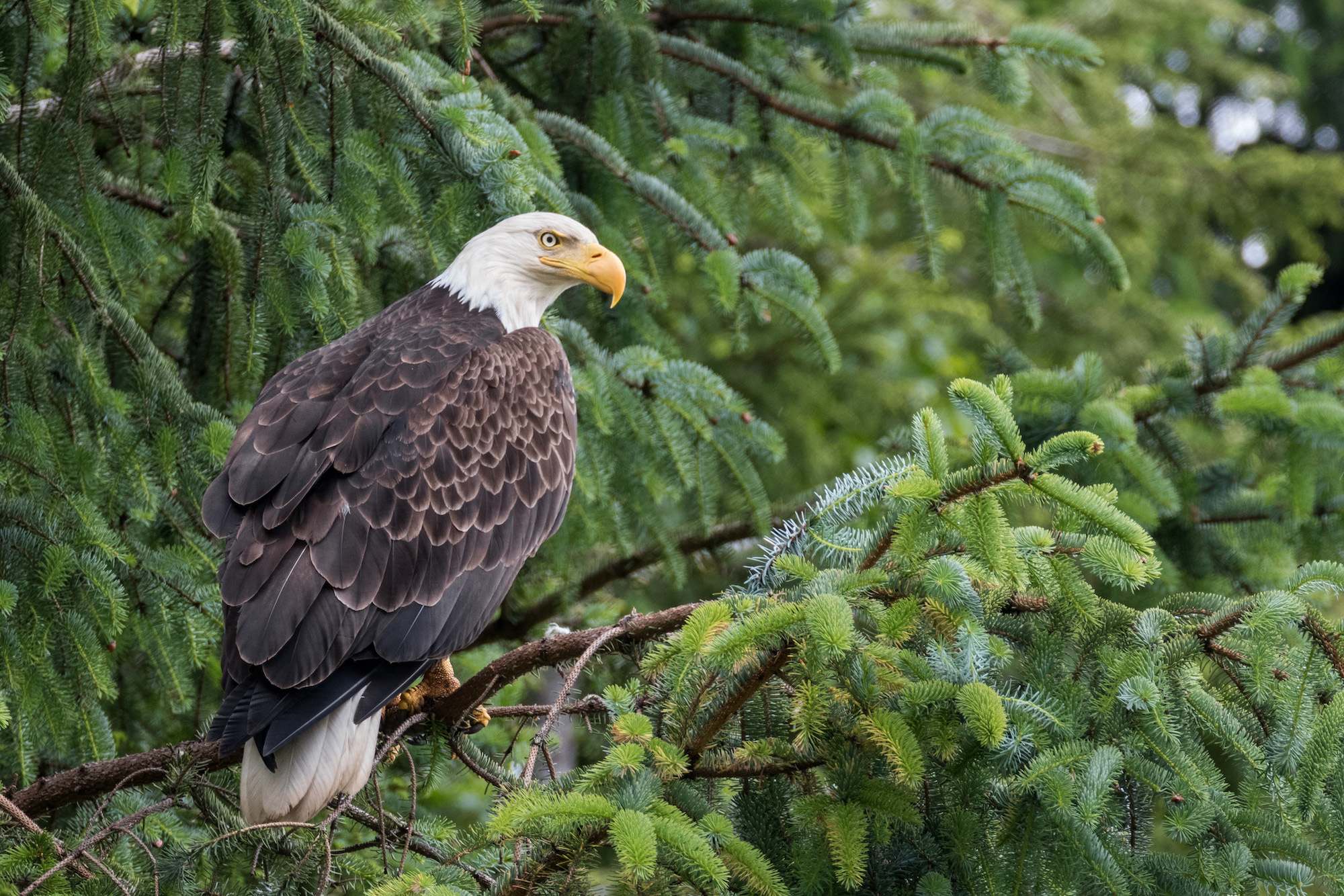 Bald Eagle, Population soars, Identified disease, Birdwatching news, 2000x1340 HD Desktop