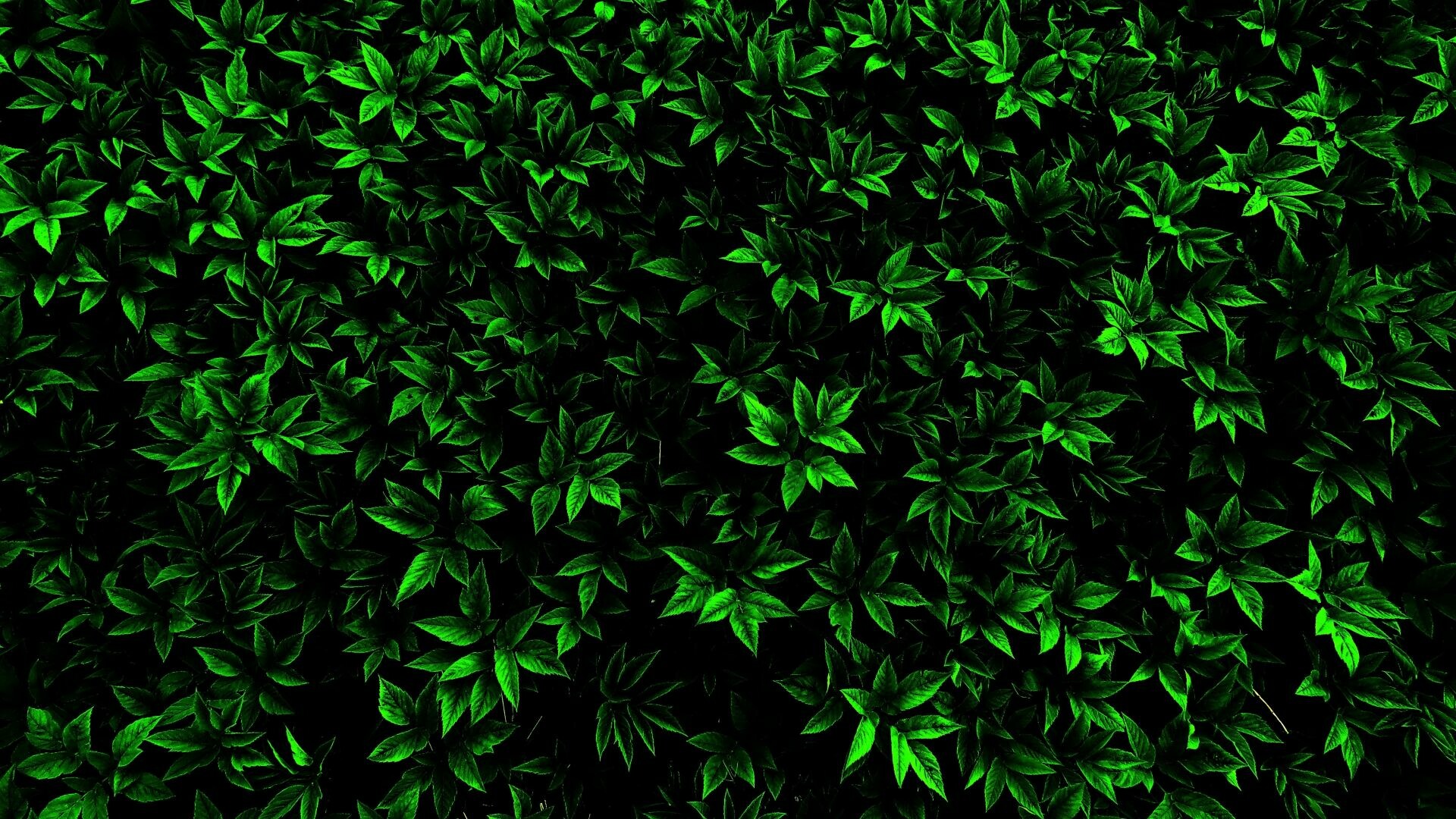 Leaf: Greenery, Branches, Shrub, Annual plant. 1920x1080 Full HD Wallpaper.