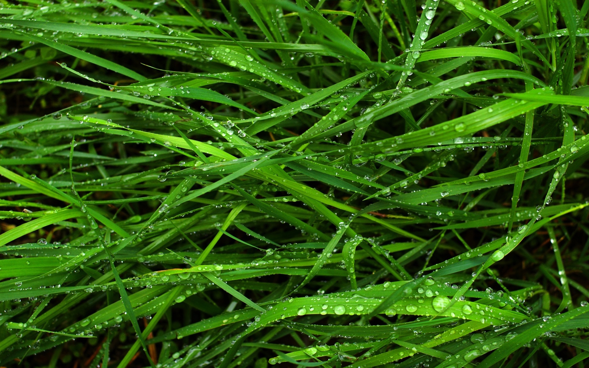 Fresh grass HD, Clear and crisp, Nature's beauty, Lush scenery, 1920x1200 HD Desktop