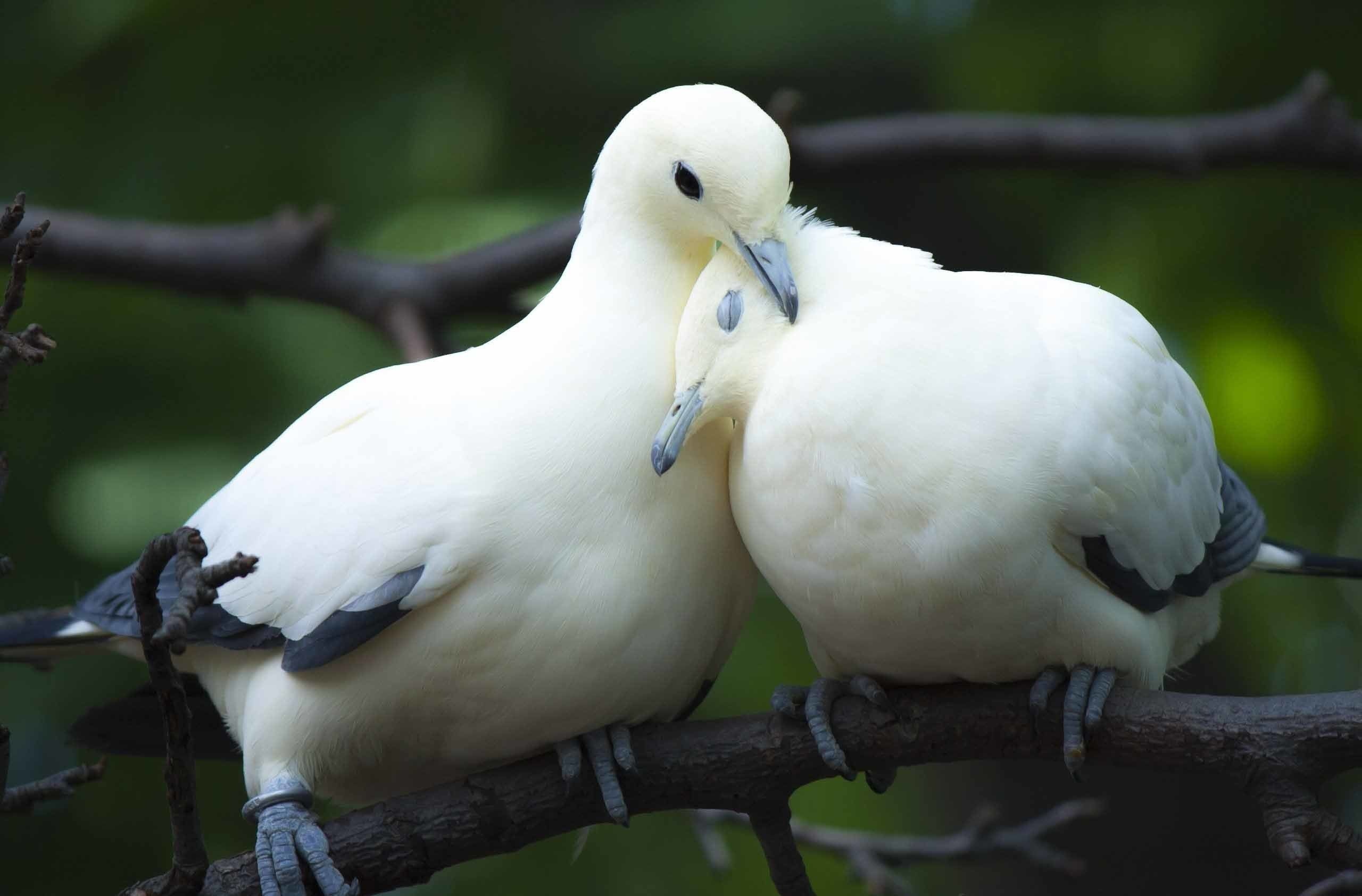 Lovebirds, Adorable couple, Avian affection, Feathered romance, 2560x1690 HD Desktop