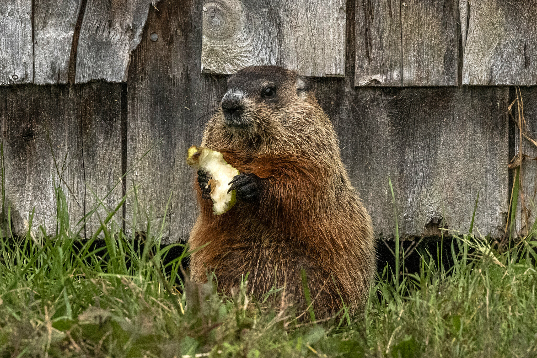 Groundhog Day (Holiday): The event when people look to the groundhogs to predict the weather for the next six weeks. 2050x1370 HD Wallpaper.