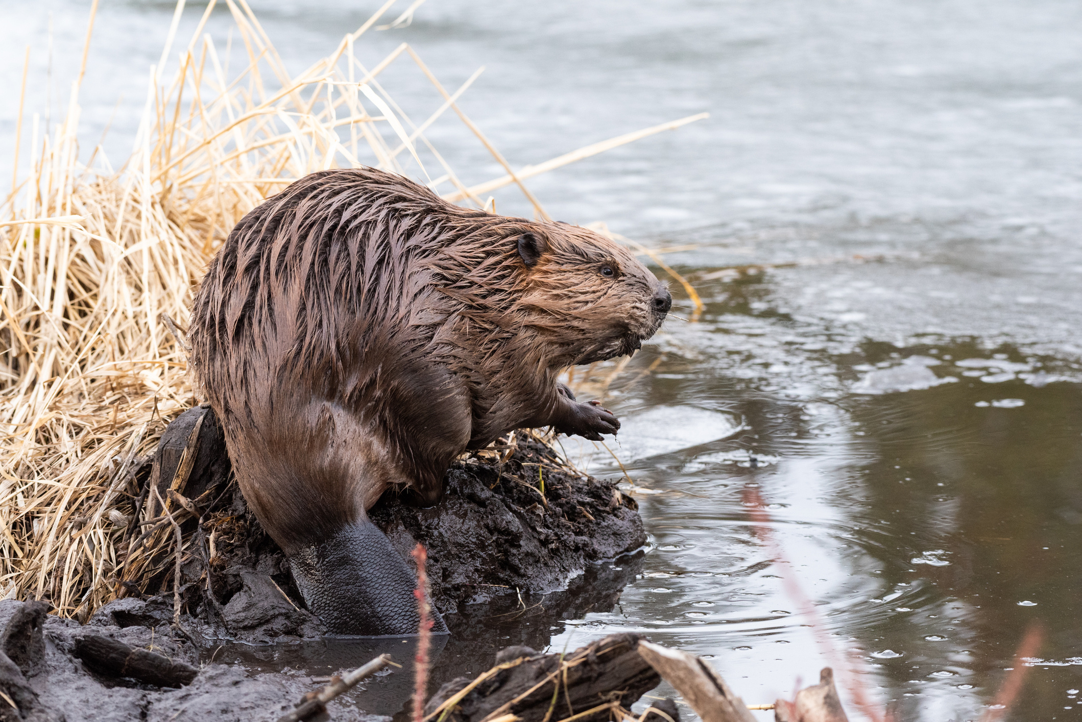 Beaver's hydrology, Water supply, Ranch irrigation, Sustainable resource, 2120x1420 HD Desktop