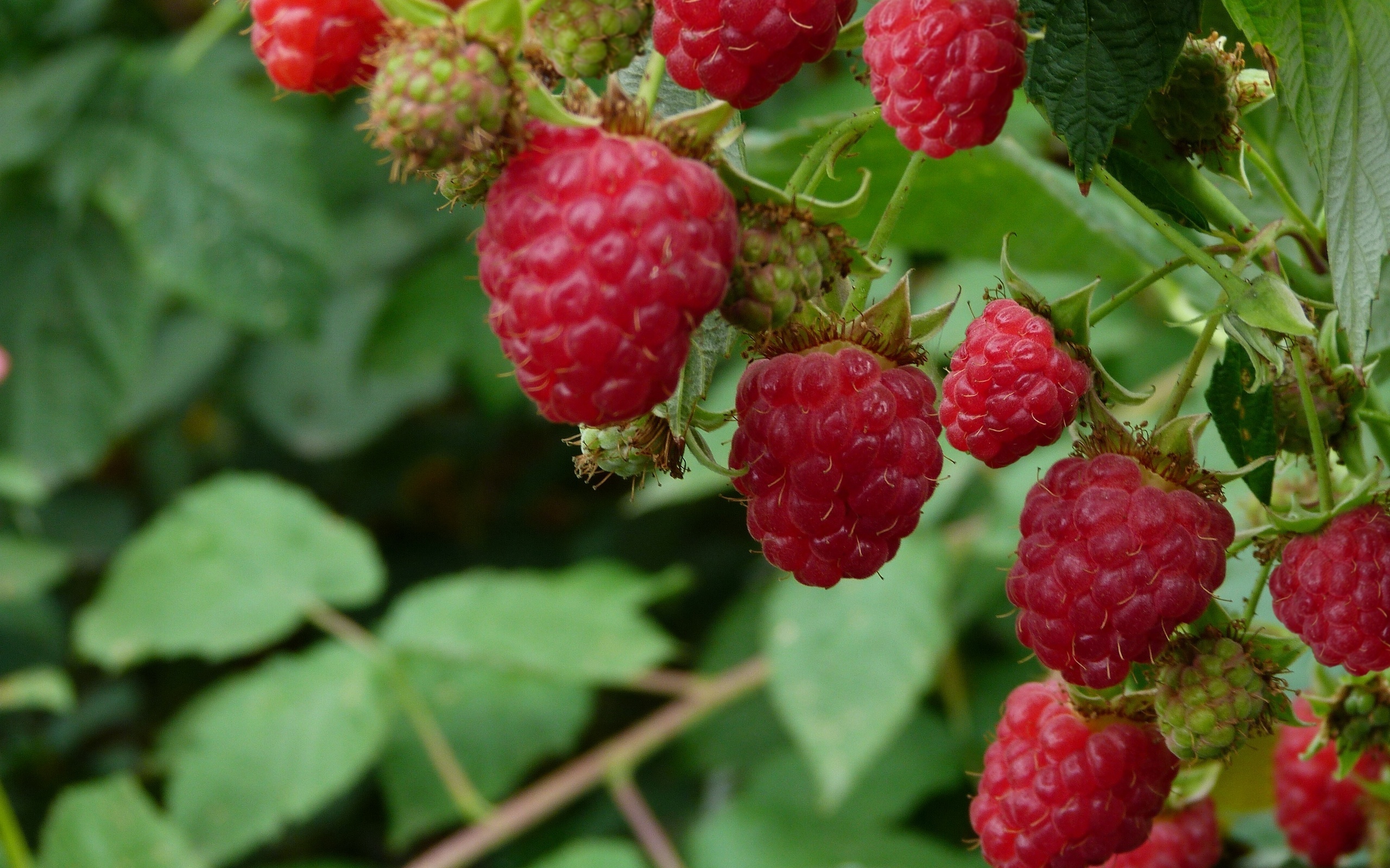 Sensational raspberry, Juicy and ripe, Bursting with flavor, Vibrant and tangy, 2560x1600 HD Desktop