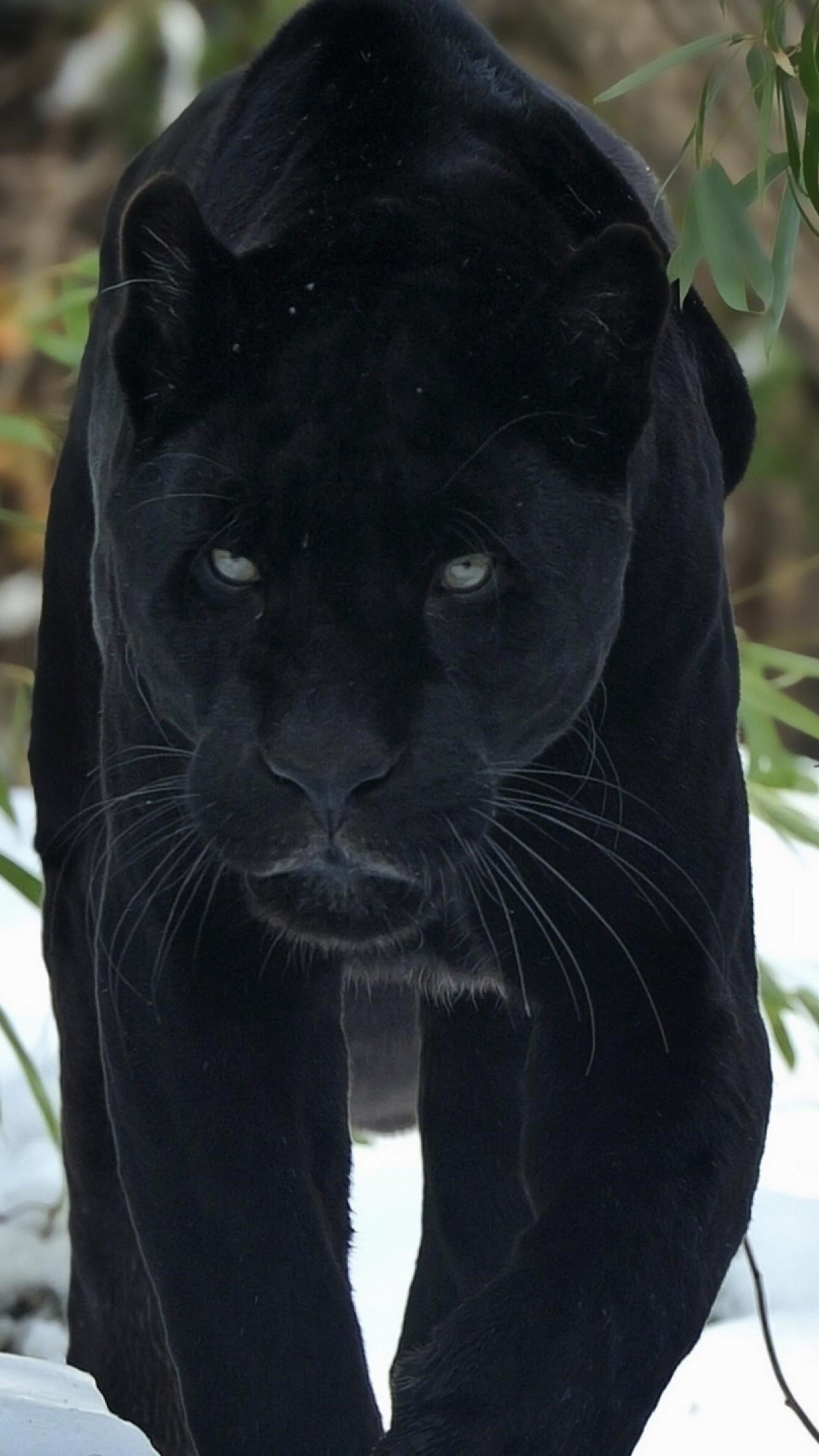 Black Panther (Animal): A black specimen of several species of cats, Leopard. 2160x3840 4K Wallpaper.