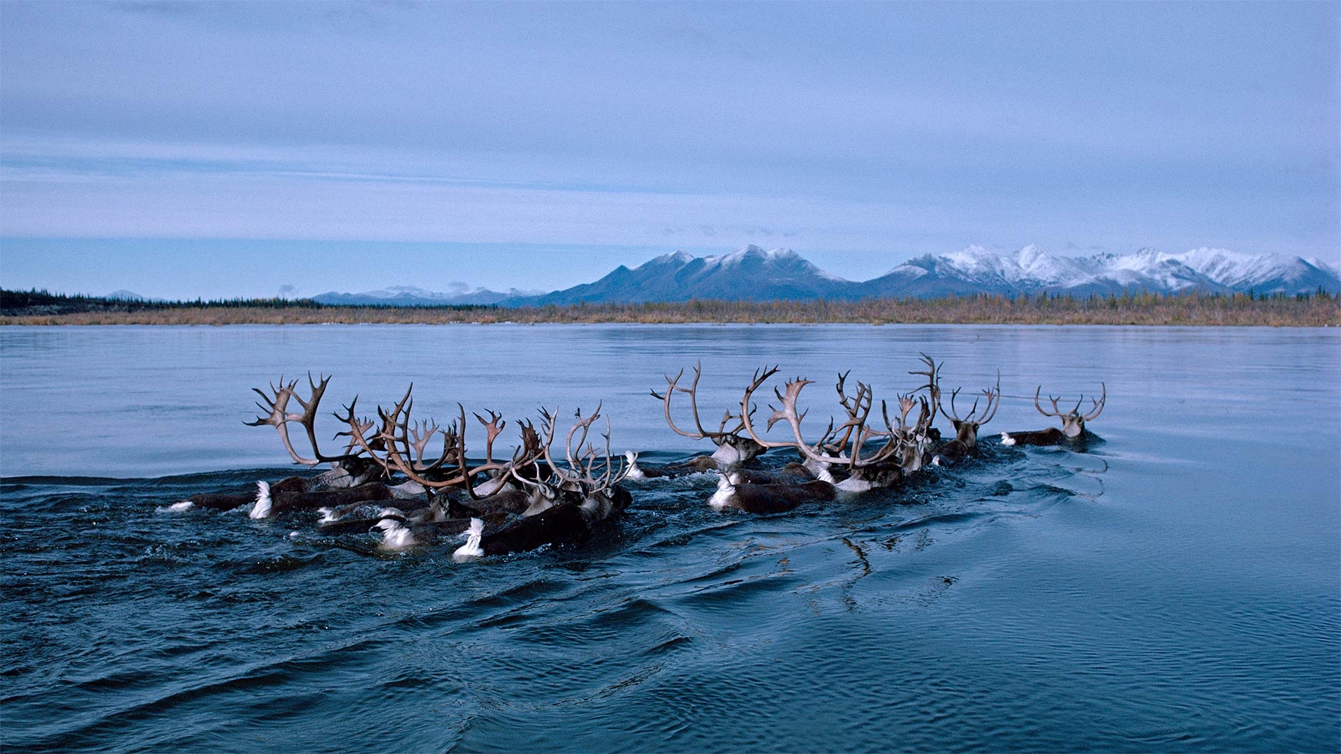 Wild reindeer, Kobuk River, Alaska USA, Majestic swim, 1920x1080 Full HD Desktop