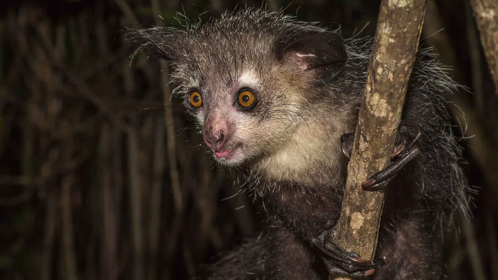 Madagascar lemurs, Wild eye, Lemur land, Aye Aye, 1920x1080 Full HD Desktop