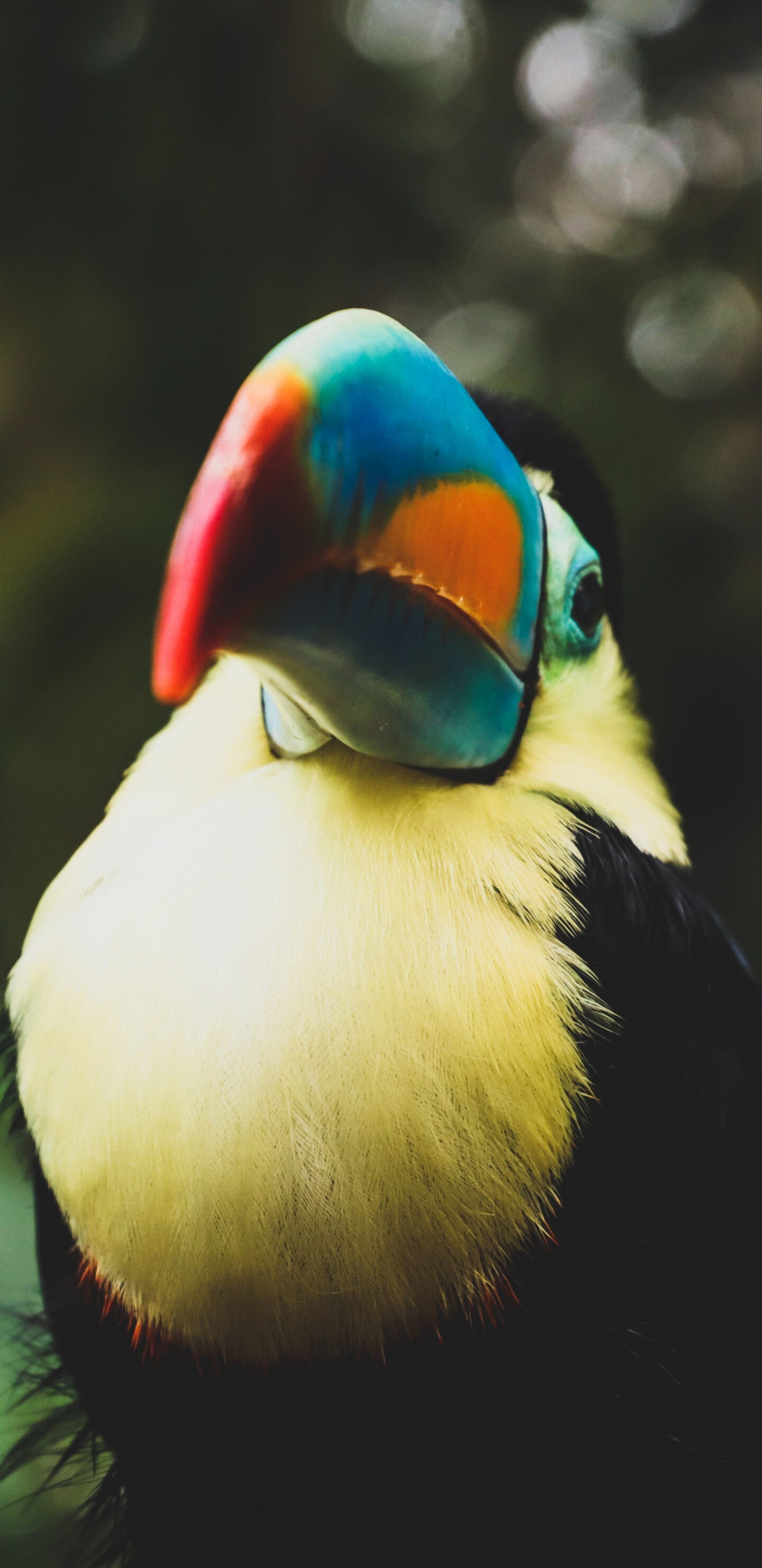 Bird: Toucan, Warm-blooded vertebrate of the class Aves, Beak. 1440x2960 HD Background.