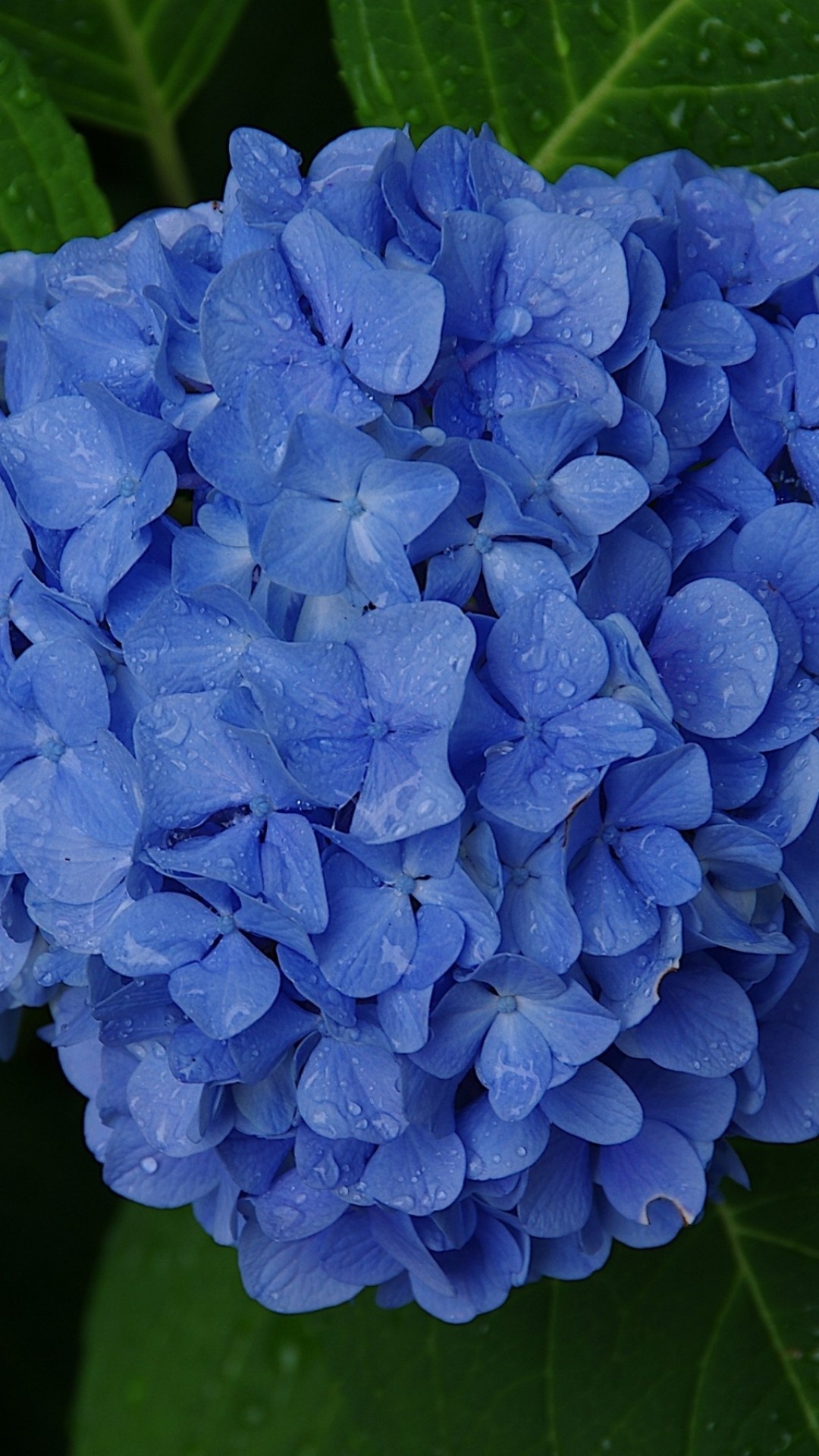 Hydrangea wallpaper, Beautiful flowers, Floral charm, Nature's wonders, 1080x1920 Full HD Phone