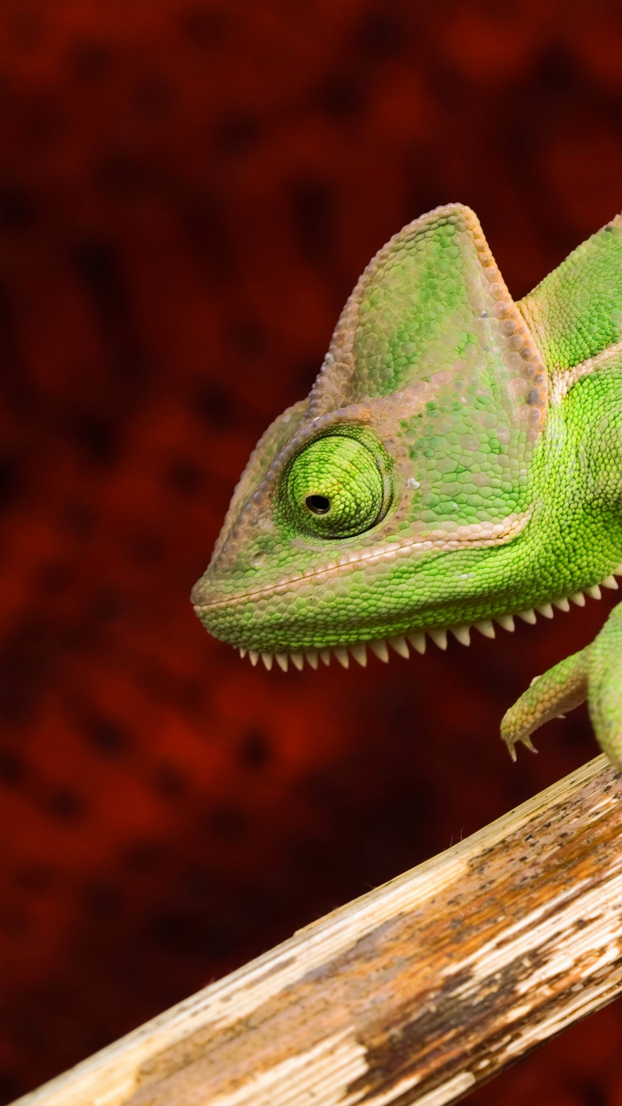 Chameleon lizard, Green hue, Animal kingdom, Distinctive appearance, 2160x3840 4K Handy