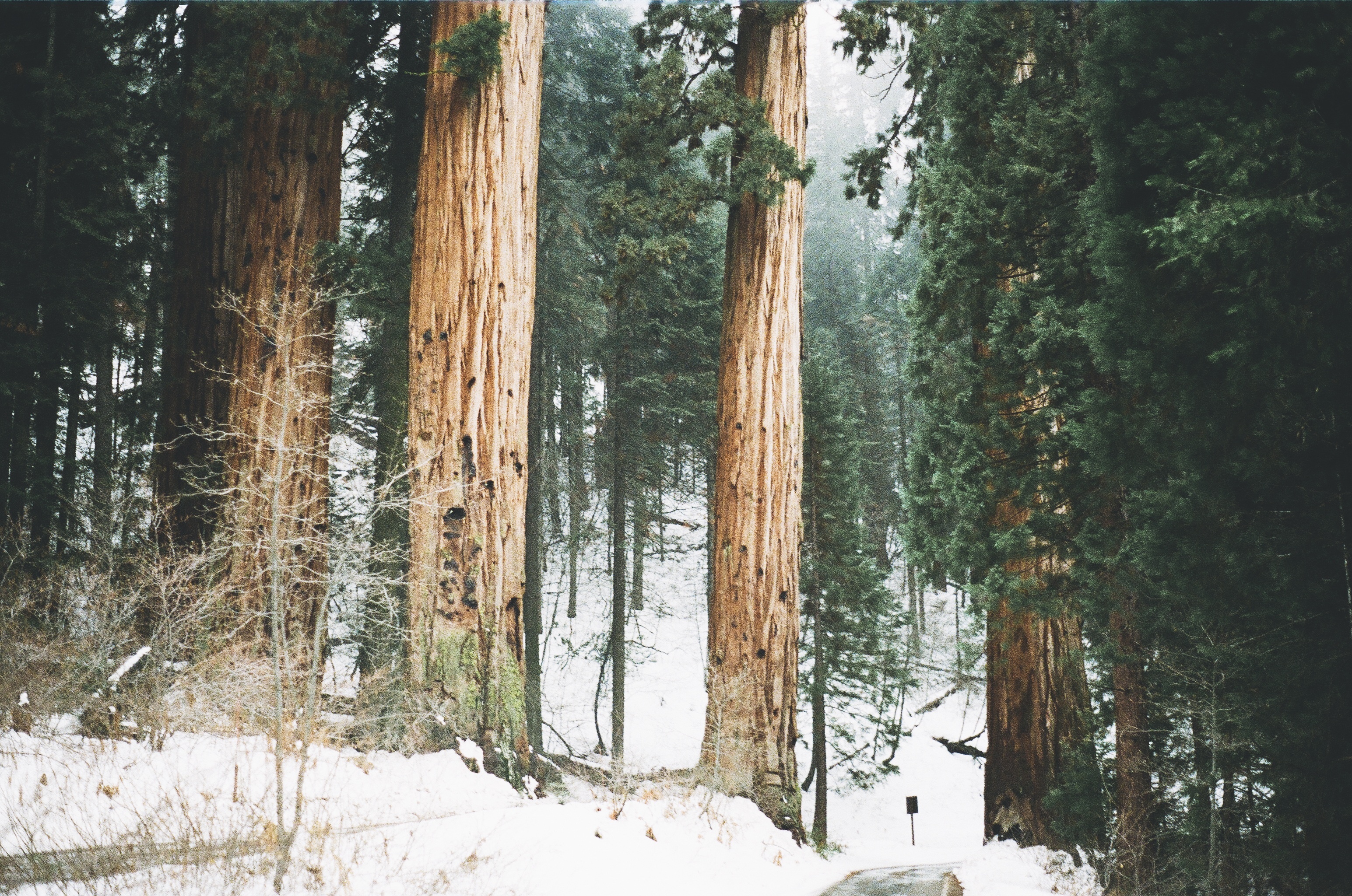 Wilderness beauty, Snow-covered trees, California's wonder, Majestic redwoods, 3090x2050 HD Desktop