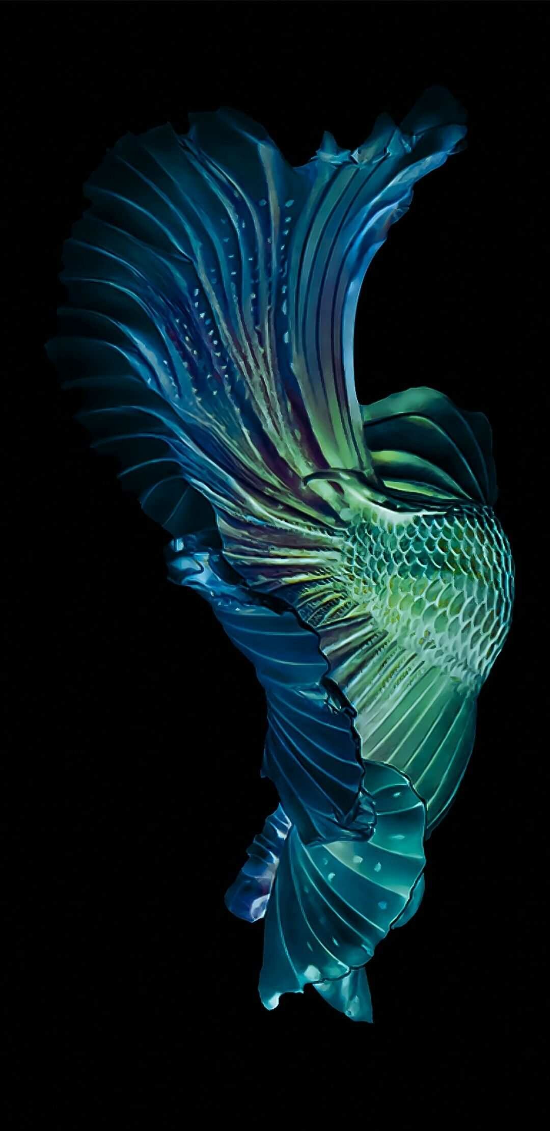 Fish: Betta, Known for their bright, beautiful coloration and elaborate fin displays. 1080x2220 HD Background.