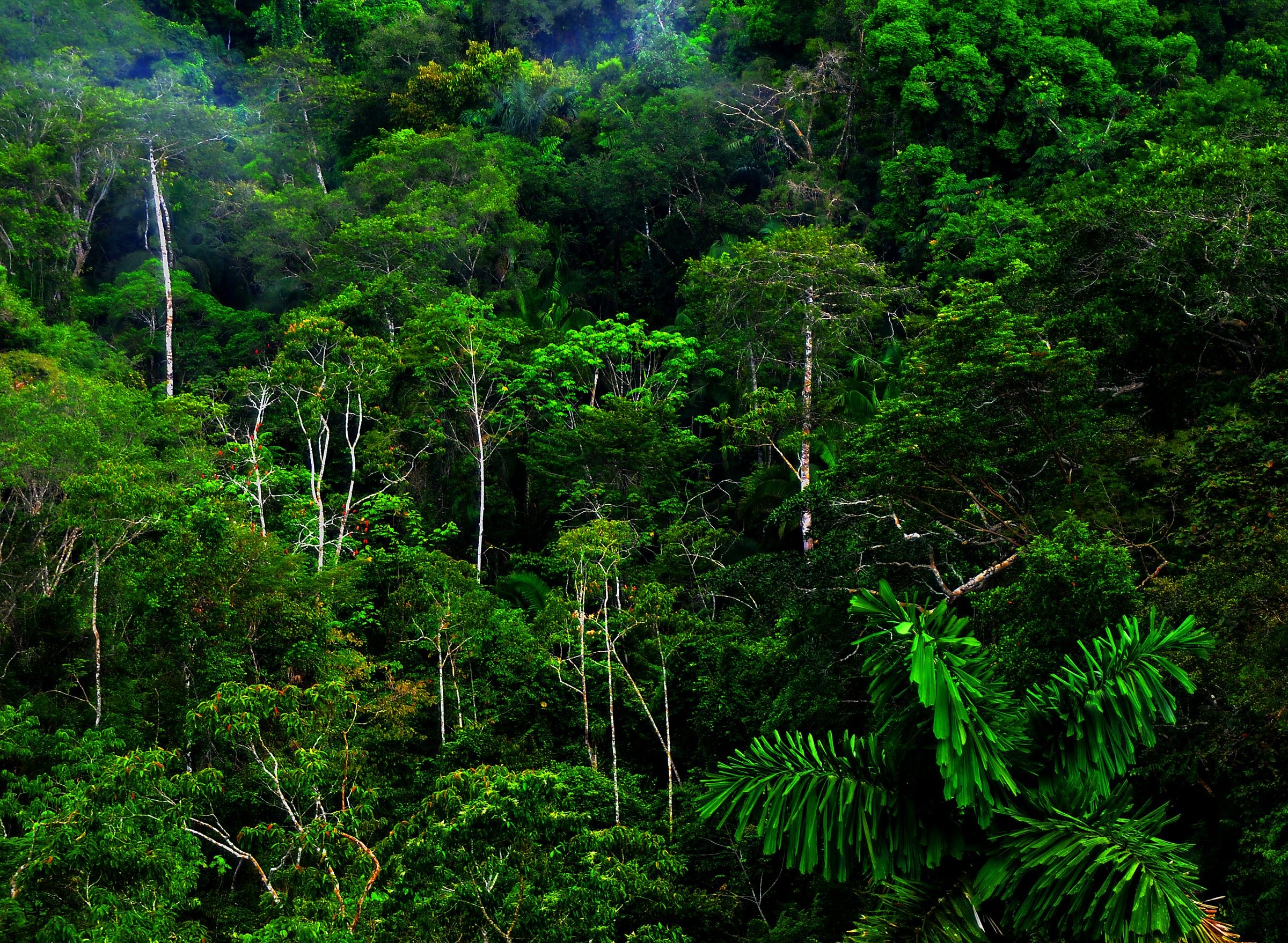 Lush rainforest, Natural abundance, Biodiversity hotspot, Pristine ecosystem, 2400x1760 HD Desktop